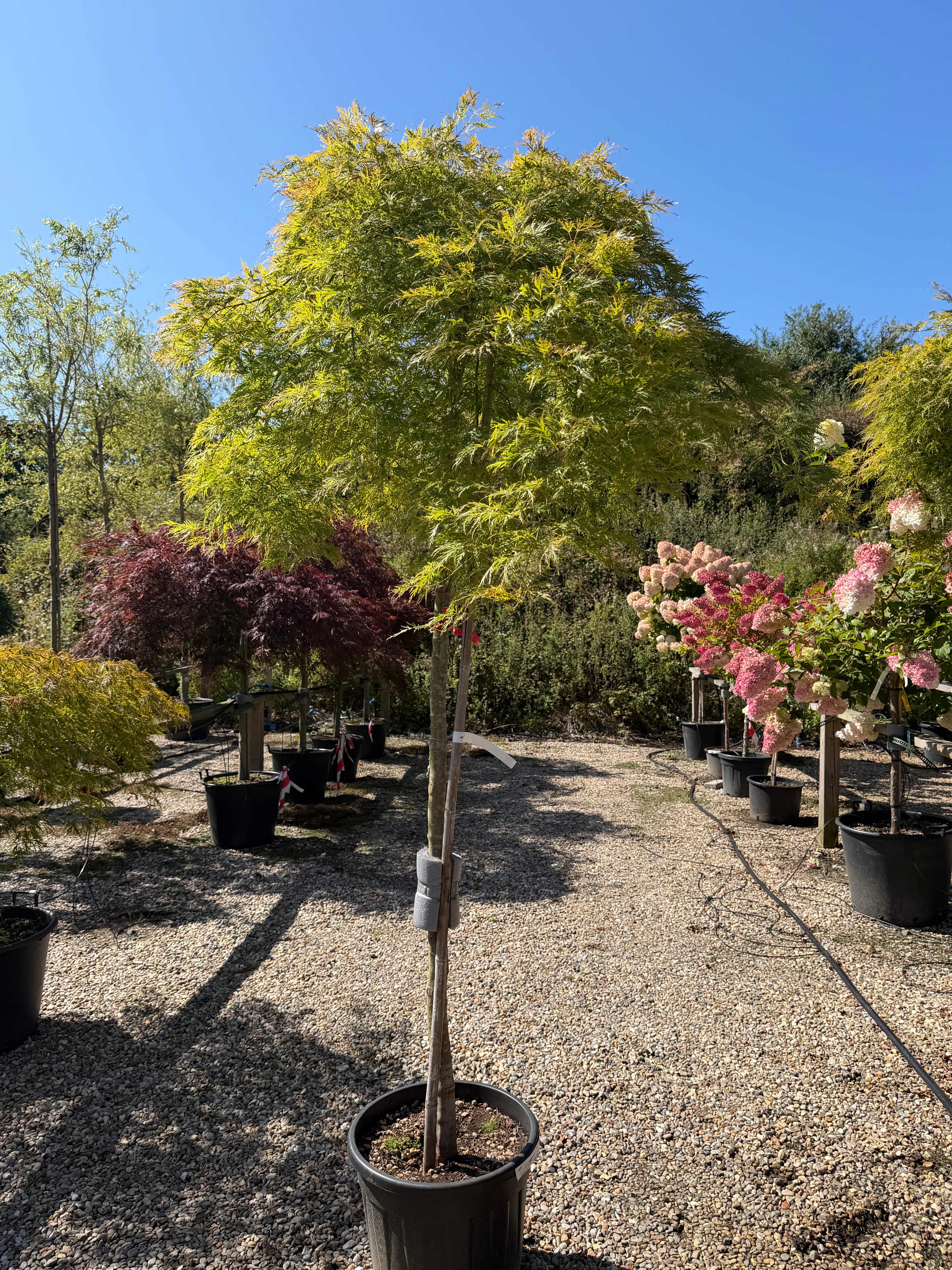 Grøn fligbladet japansk ahorn, Acer palmatum Dissectum, med tæt vækst og fint indskårne, fjerlette blade.