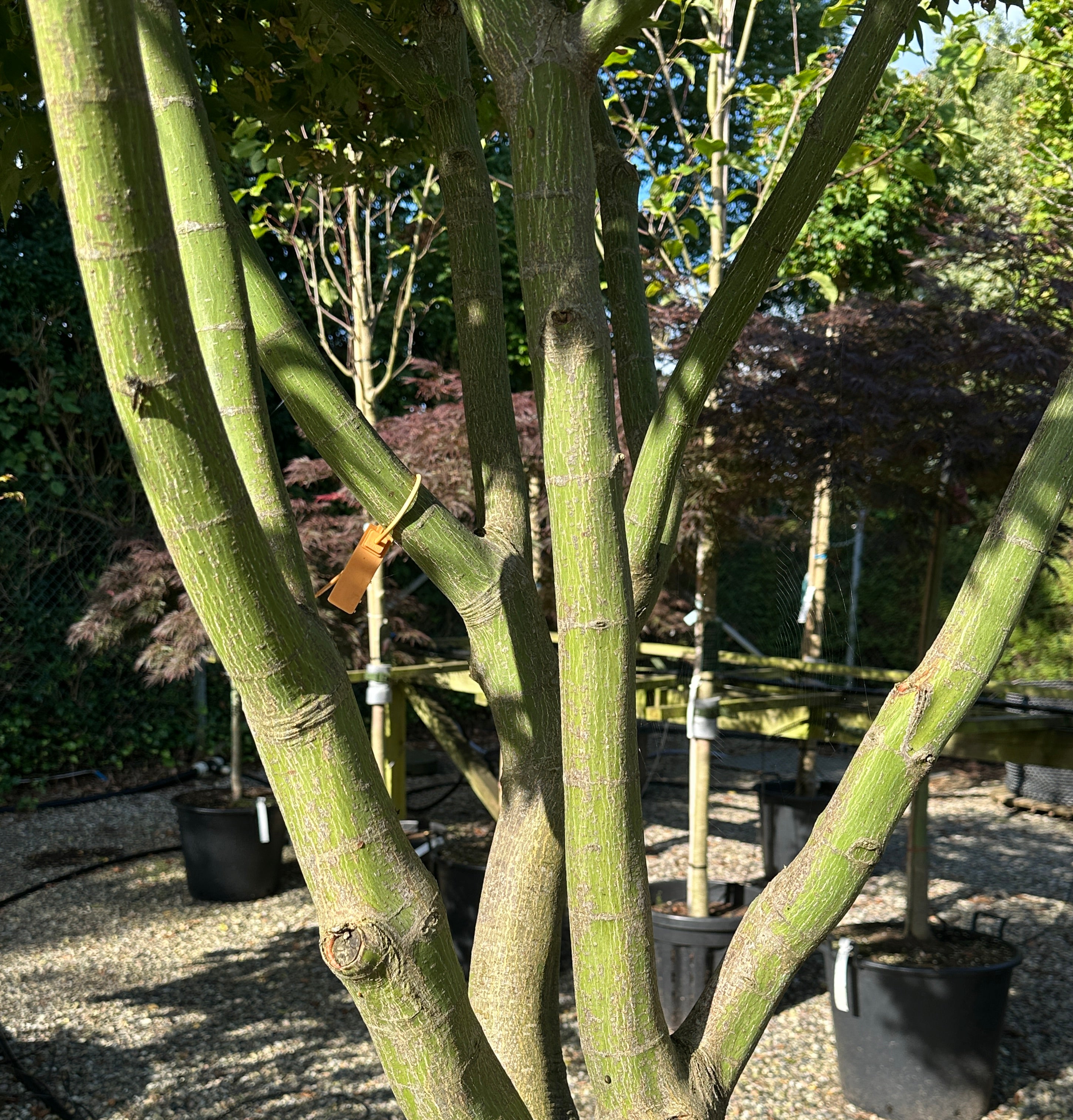 Kraftige stammer på Acer palmatum Osakazuki, japansk ahorn.