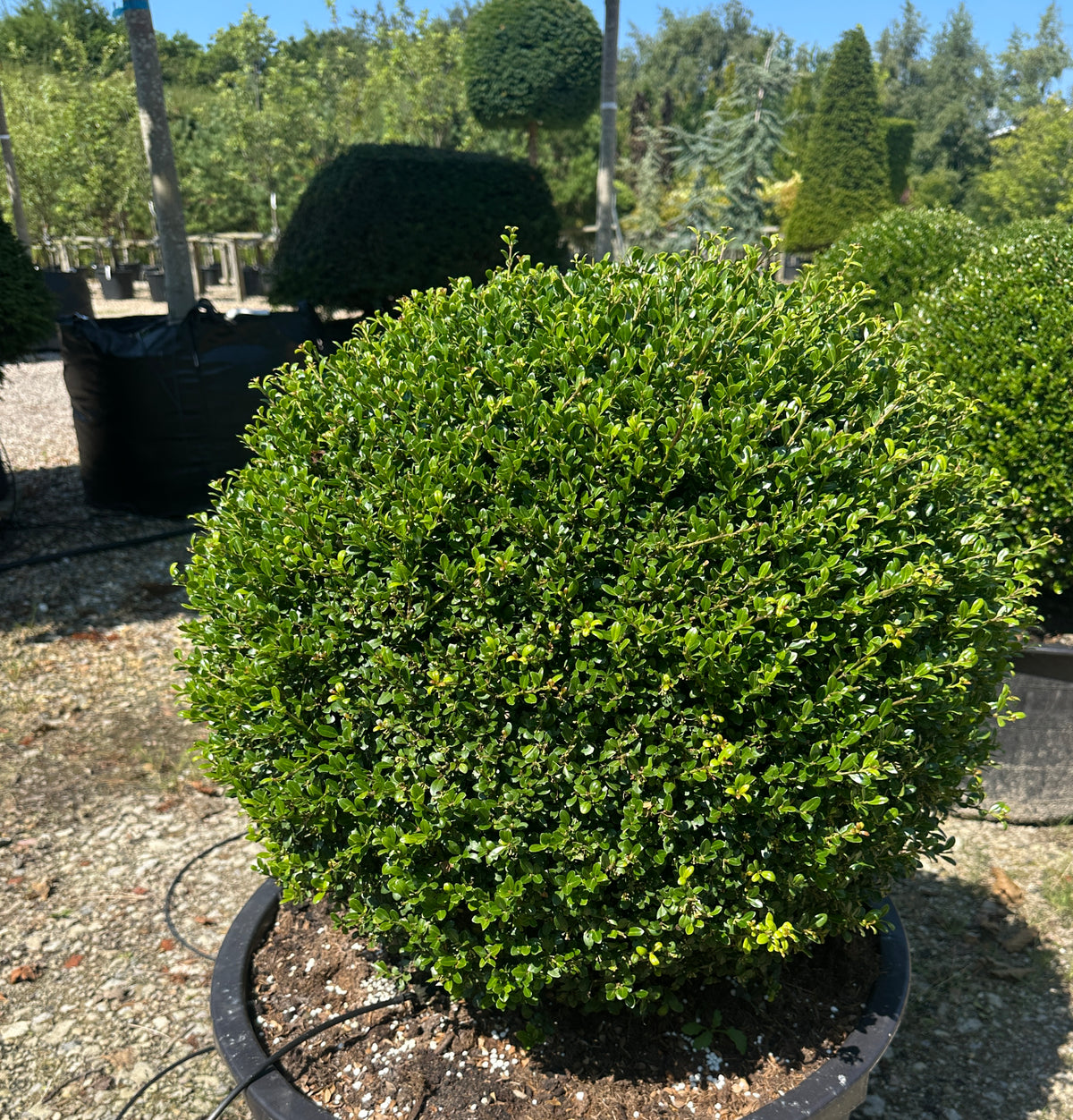 Formklippet, kugleformet Ilex crenata Glorie Gem i en krukke med tætte, mørkegrønne blade.