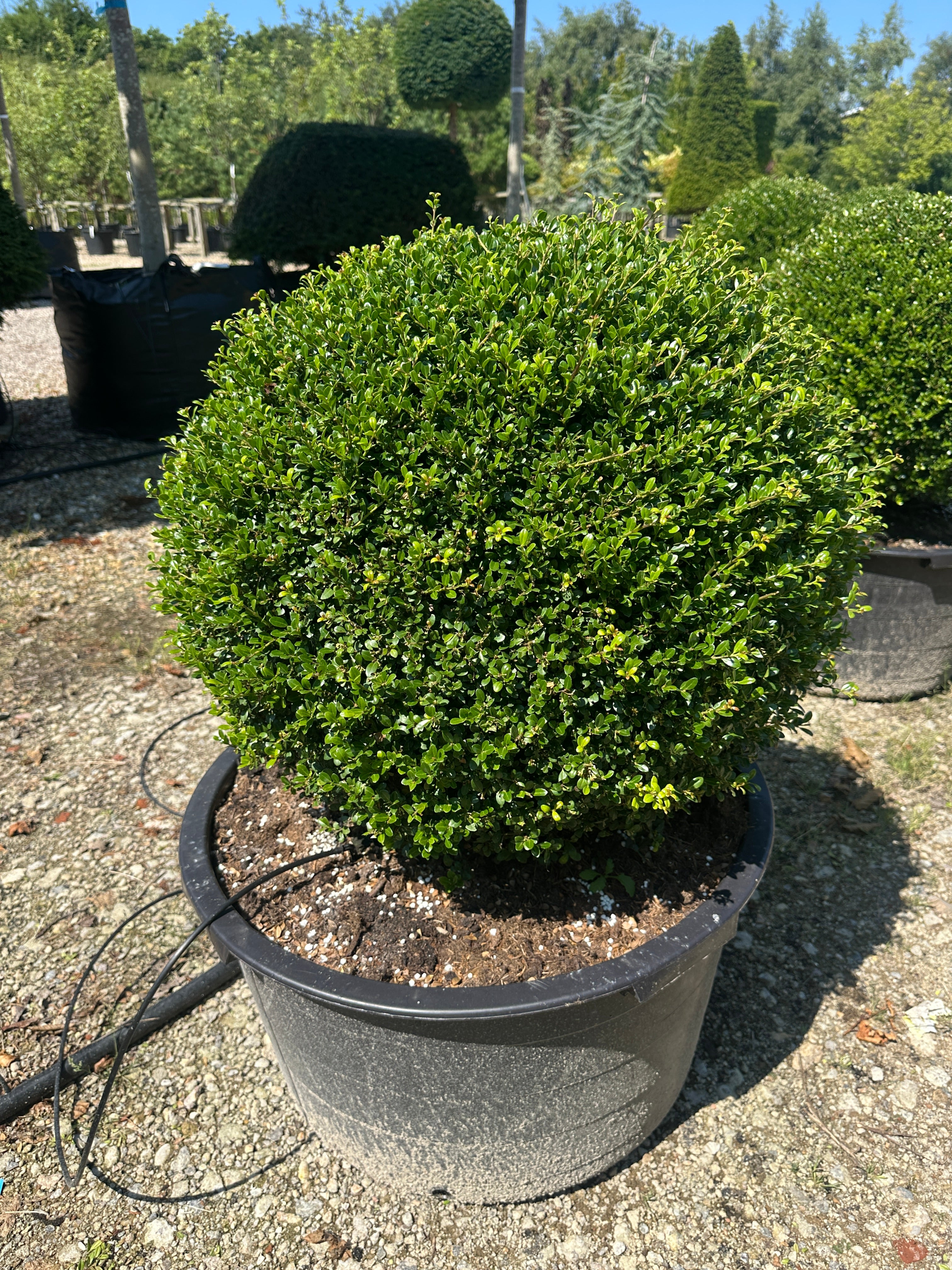 Formklippet, kugleformet Ilex crenata Glorie Gem i en krukke med tætte, mørkegrønne blade.