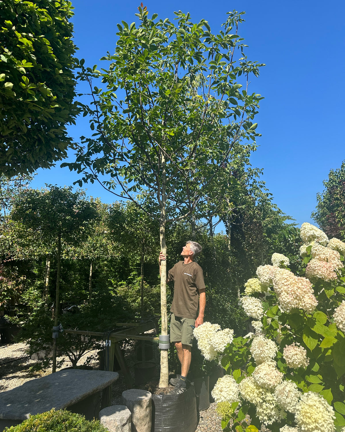 'Juglans regia'-valnøddetræ, hvor den tætte, kraftige og velformede runde krone er dækket af store, friske grønne blade midt på sommeren.