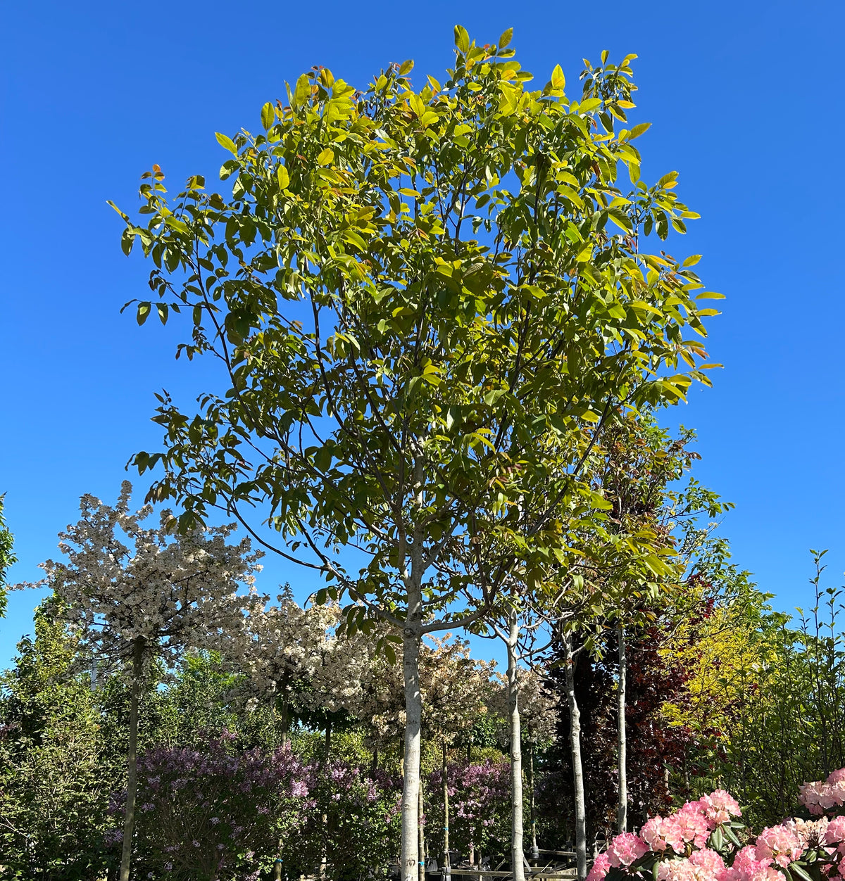 'Juglans regia'-valnøddetræ, hvor den tætte, kraftige og velformede runde krone er dækket af store, friske grønne blade midt på sommeren.