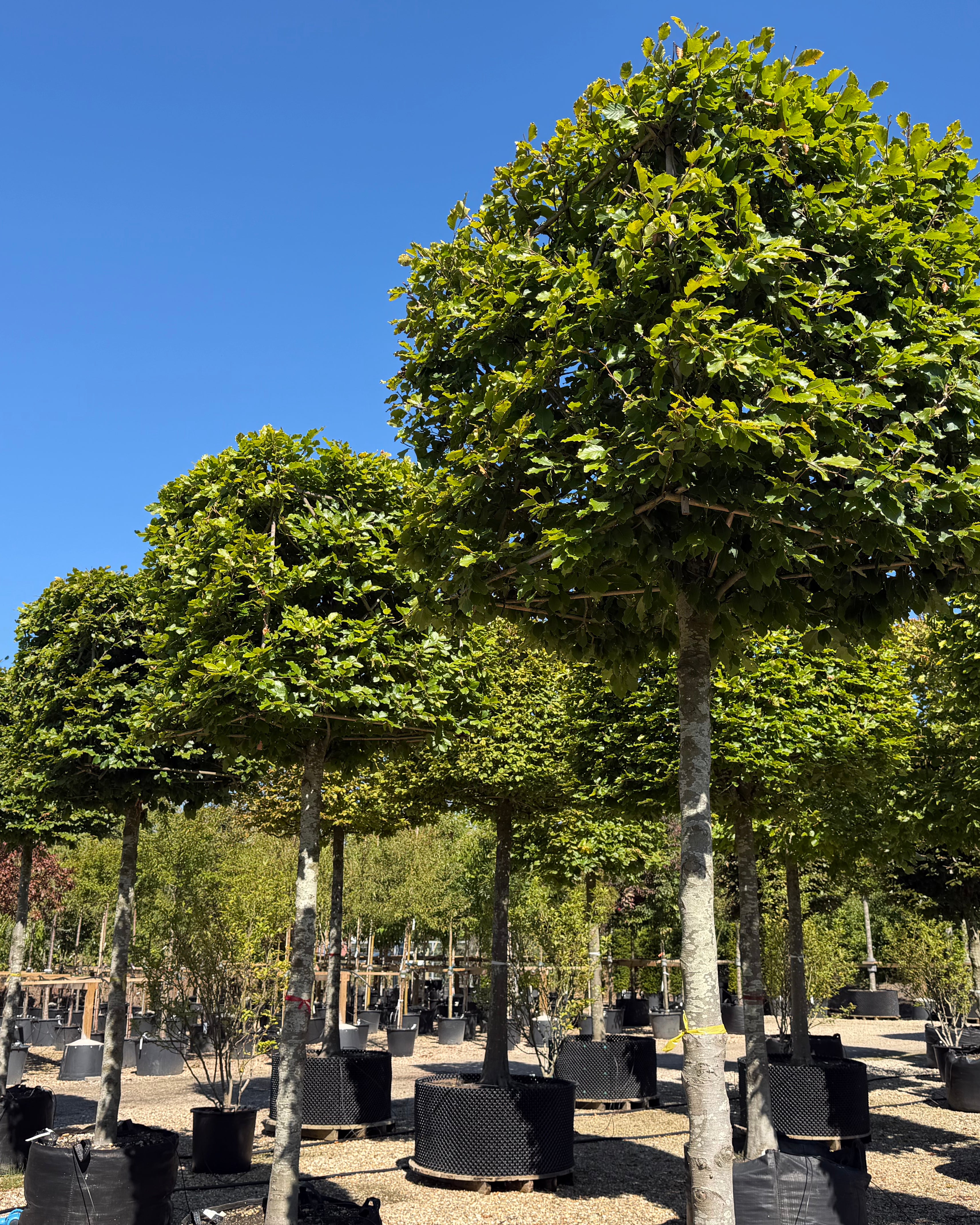 Kasseklippet Fagus sylvatica bøg med en høj, bar stamme og en geometrisk, firkantet formklippet krone med tæt grønt løv.