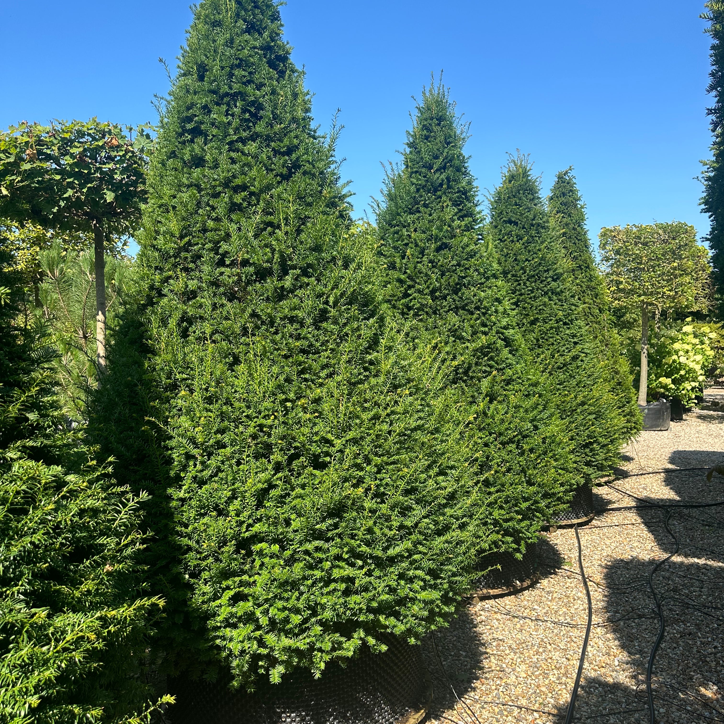 Taxus baccata, Taks, Total Højde 350-375 cm, Kegleform