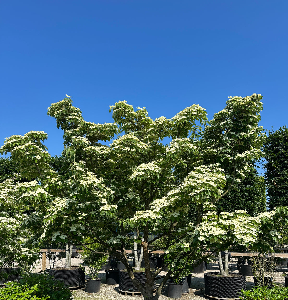 Fritstående multistammet koreakornel med flere rå stammer i bunden og en bred etageagtig krone i fuld hvid forårsblomstring.