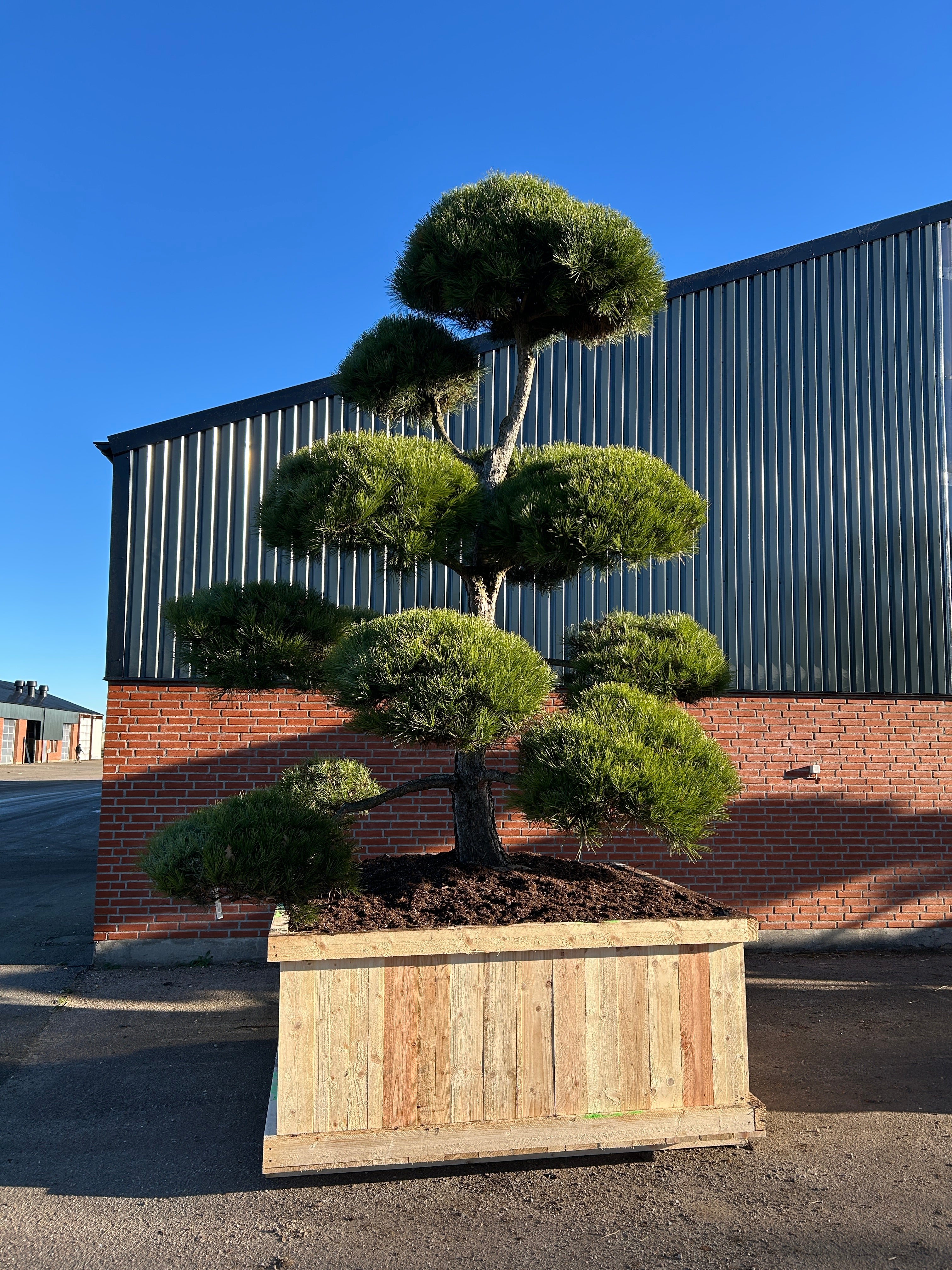 Flot bonsaiklippet Østrigsk fyr, med store kraftige puder