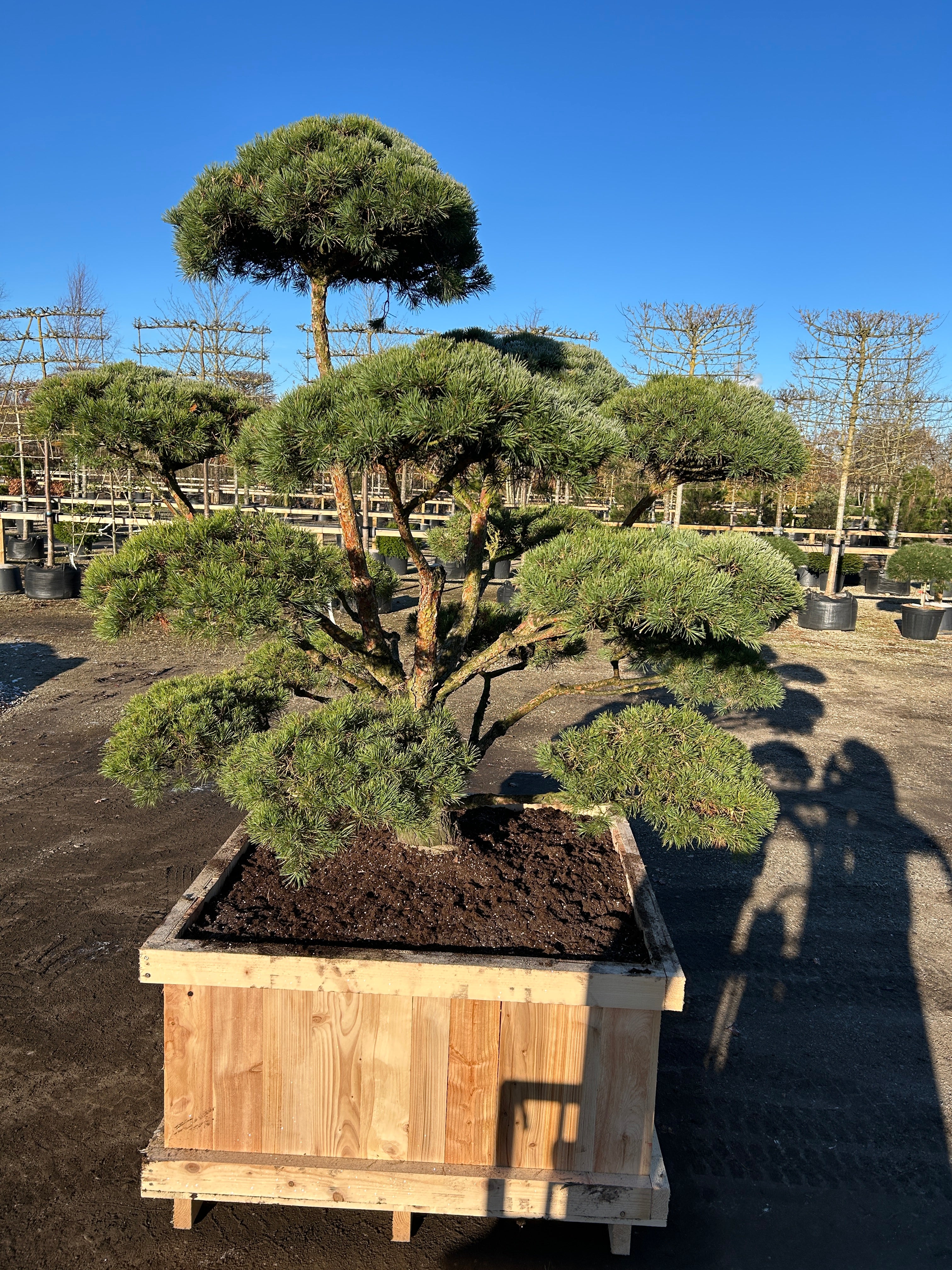 Skulpturel bonsaiklippet skovfyr, Pinus sylvestris, med flotte fyldige puder