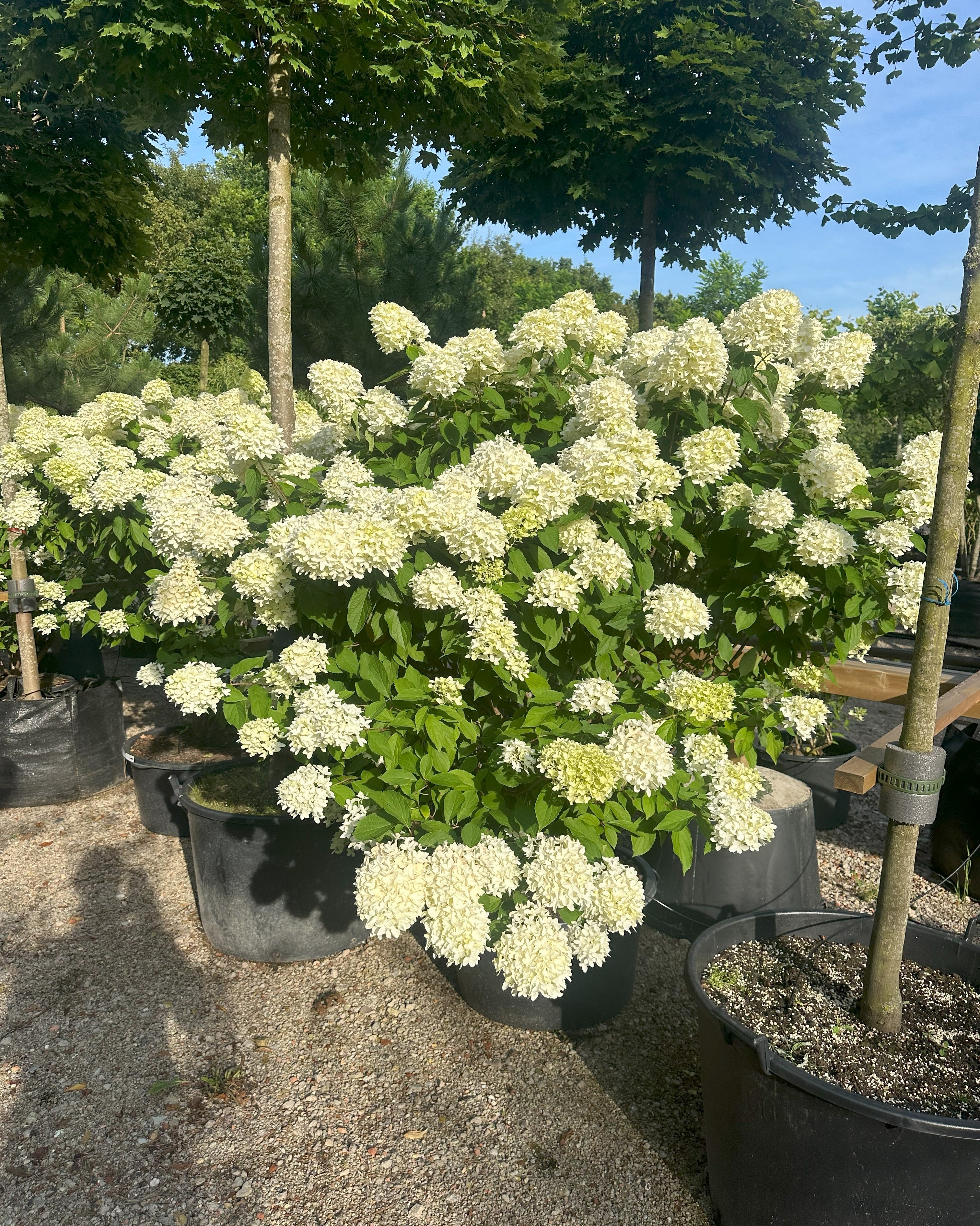 Rigt blomsterende syrenhortensia Skyfall, hvor blomsterne starter i farven lime/hvide og skifter svagt hen over sommeren.
