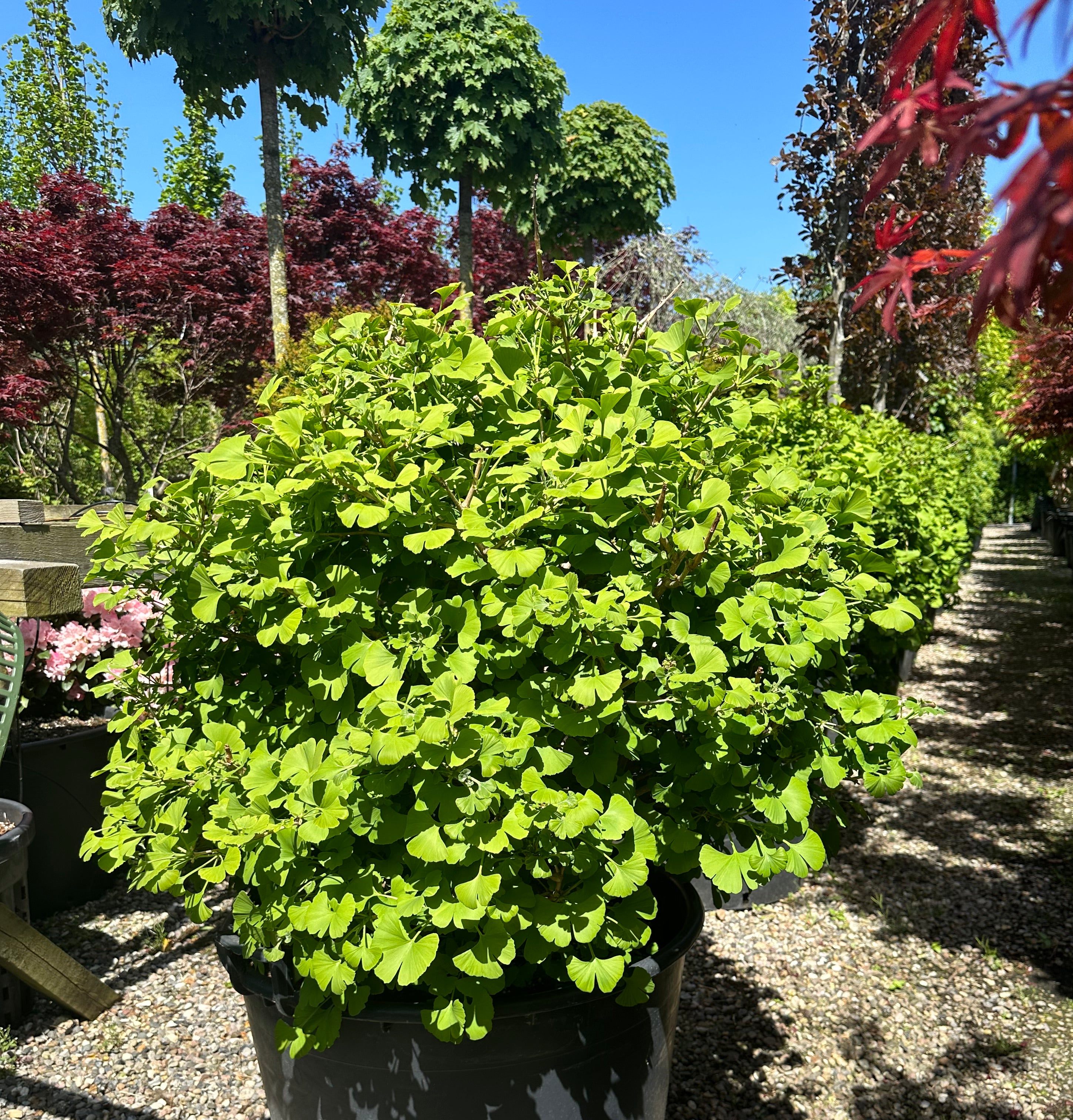 Kugleformet Ginkgo biloba tempeltræ med en helt tæt, rund krone af lysegrønne blade.