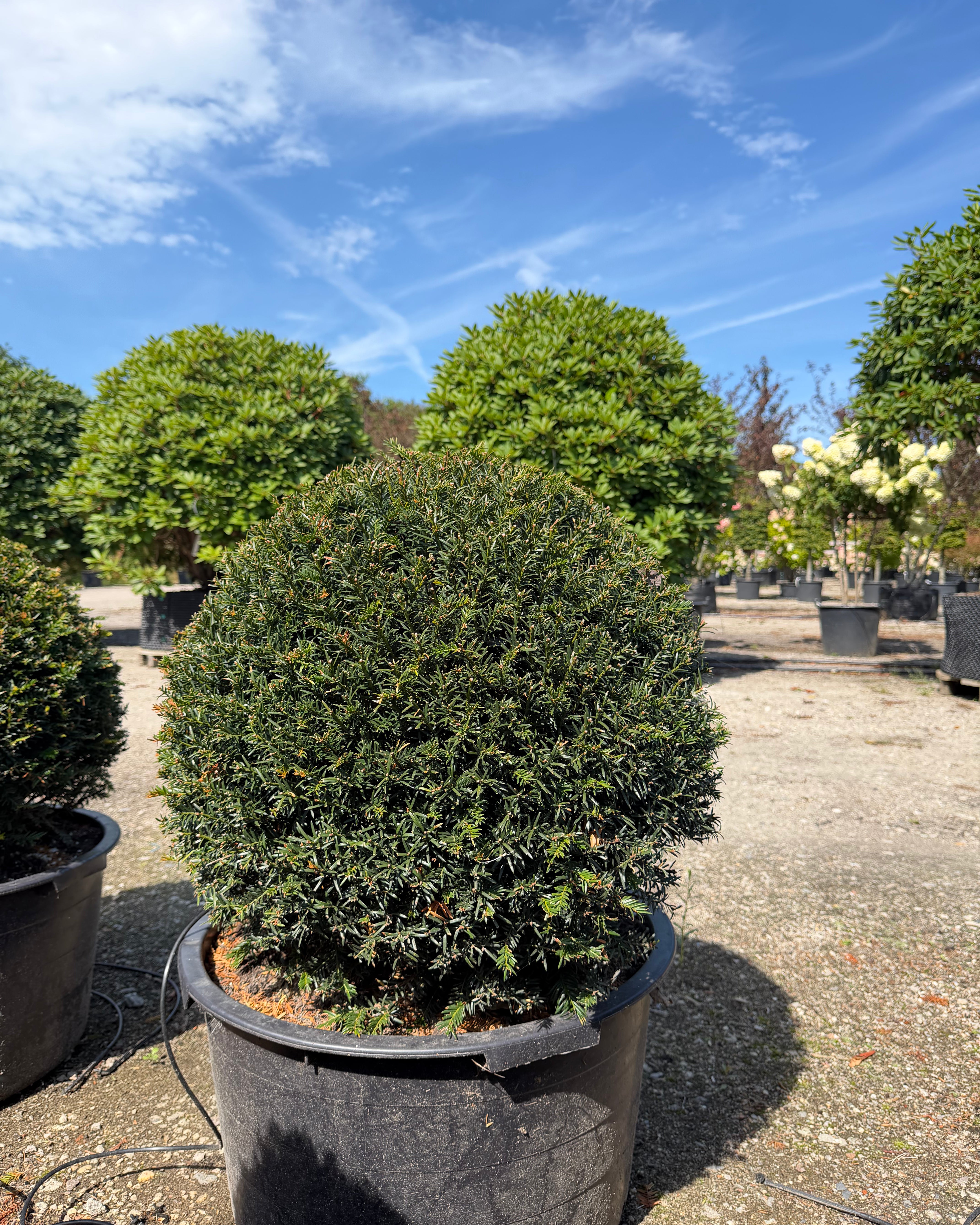 Kugleformet taks - Taxus baccata set i fuld figur med kompakt grøn vækst.