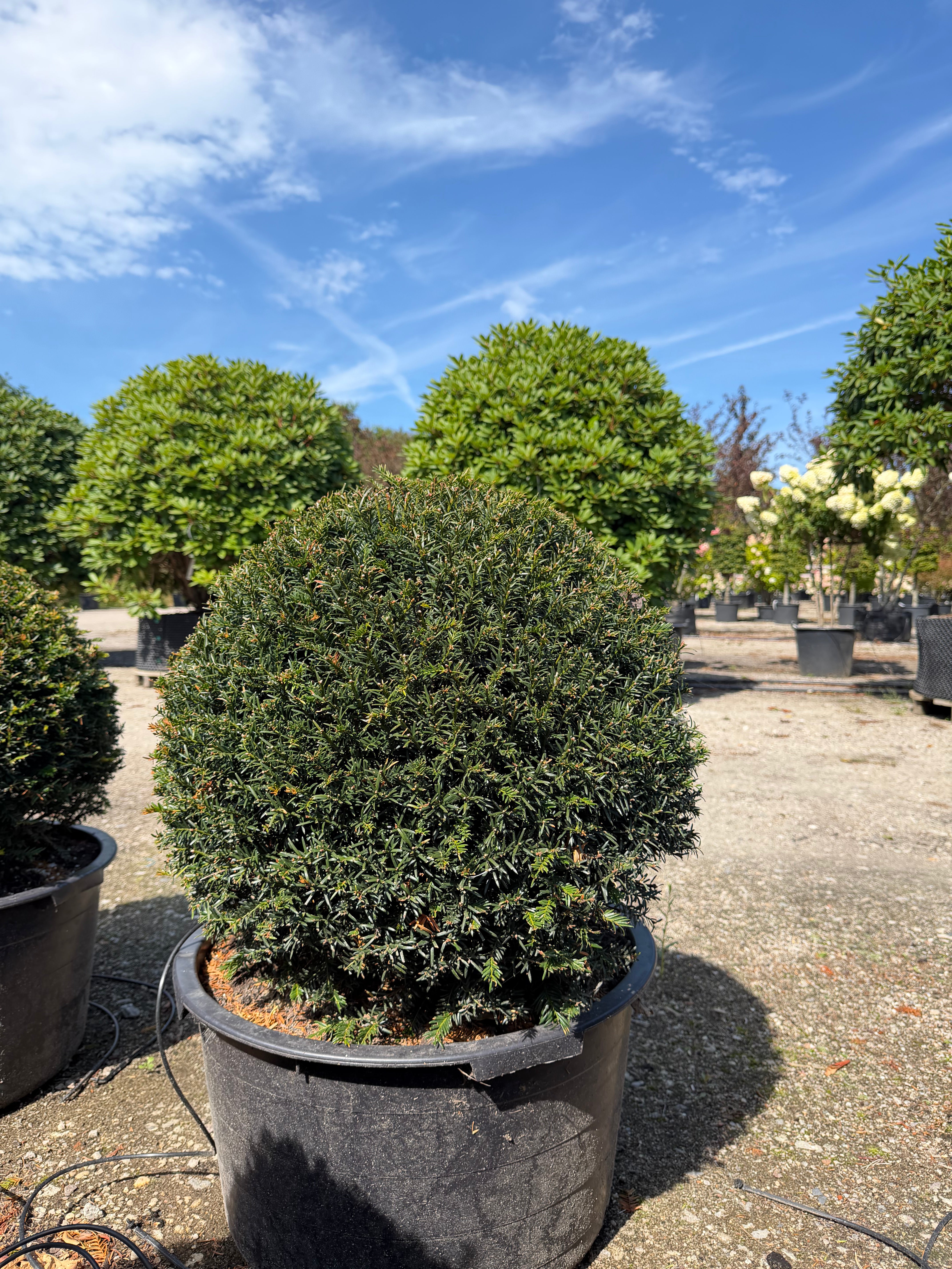 Kugleformet taks - Taxus baccata set i fuld figur med kompakt grøn vækst.