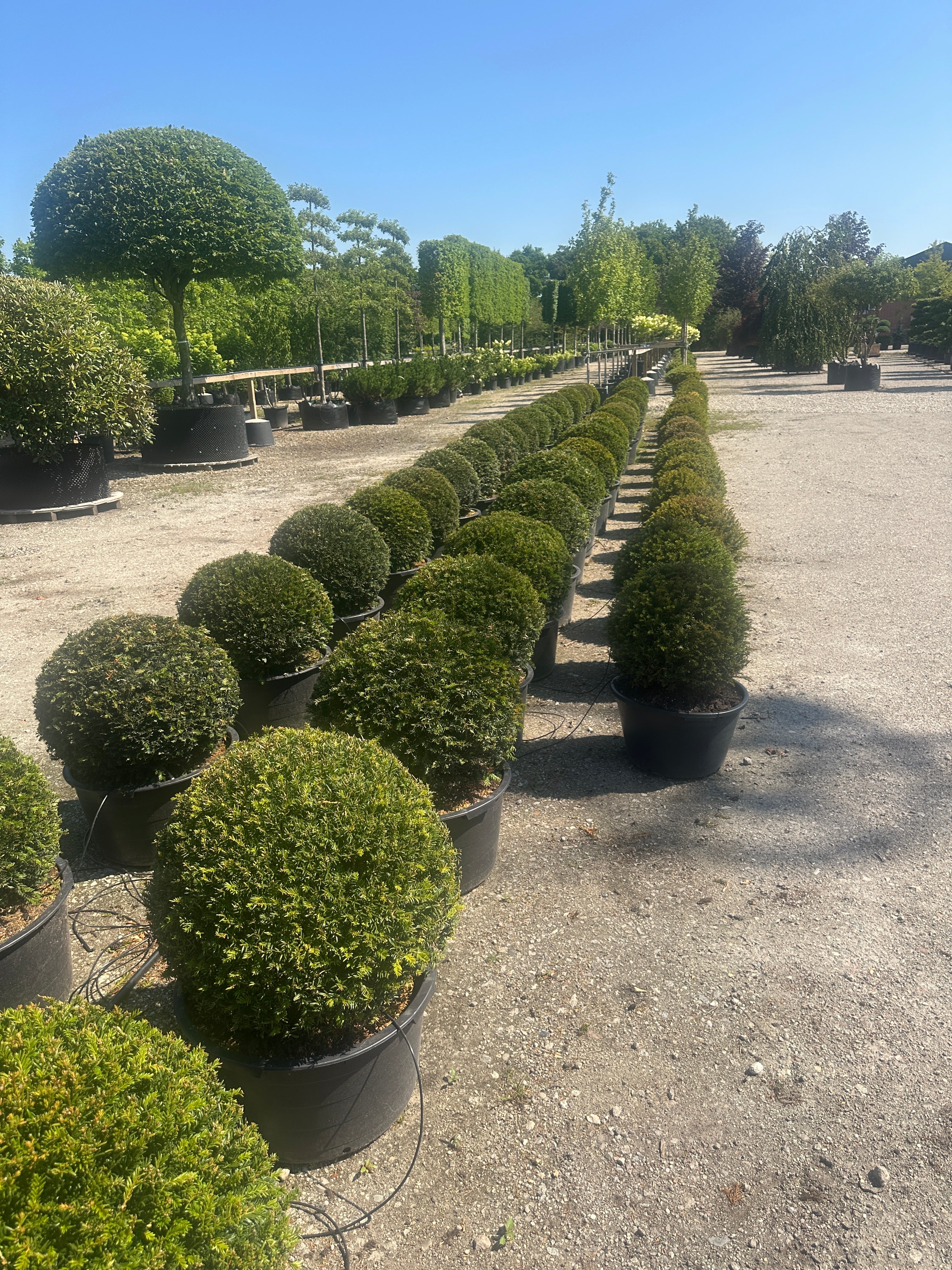 Kugleformet taks, Taxus baccata, formklippet i en tæt, rund struktur med mørkegrønne, bløde nåle.