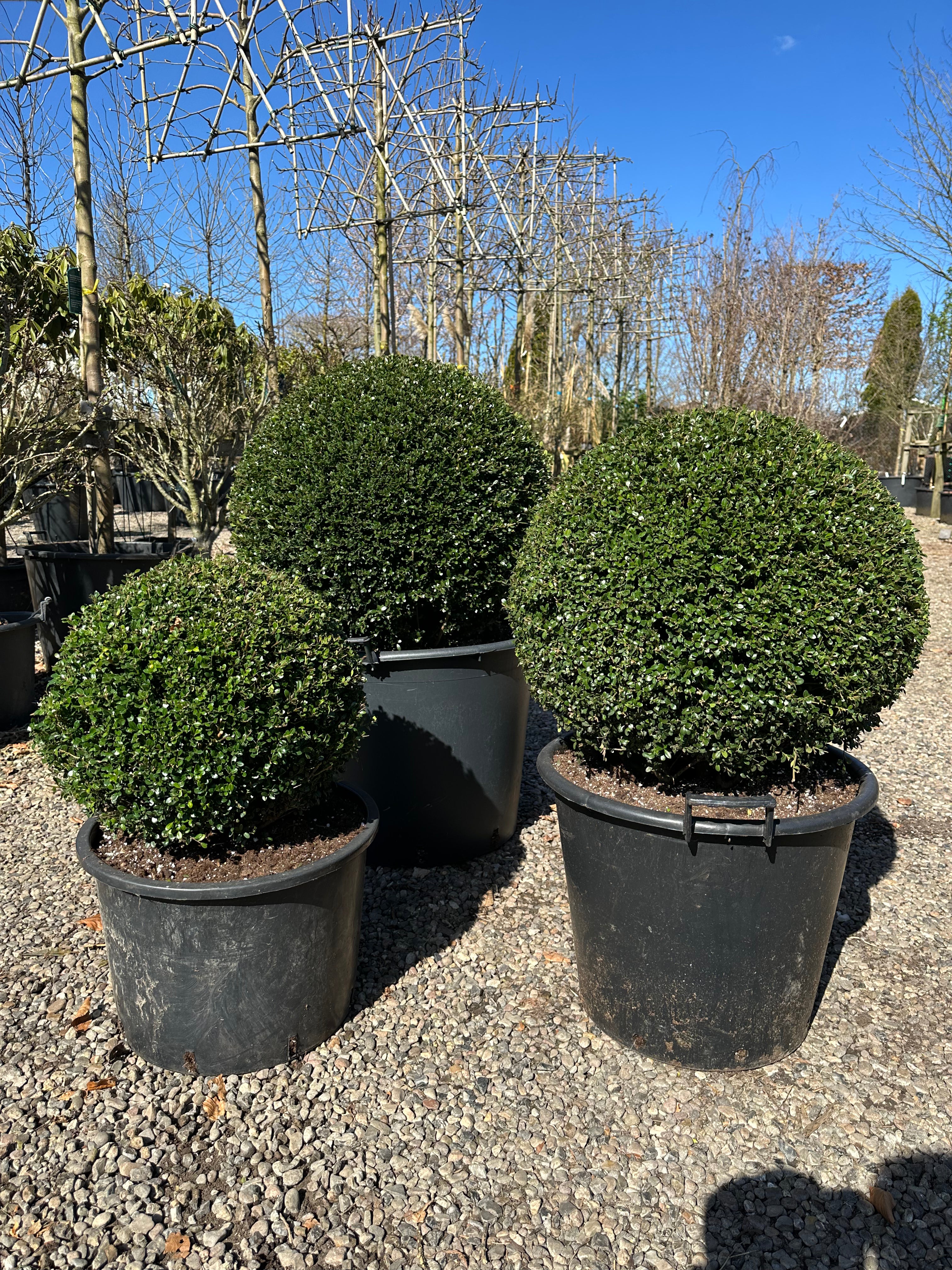 Flotte tætte kugleklippede japansk kristtorn, Ilex Crenata Glorie Gem, der er stedsegrøn og minder lidt om buksbom.