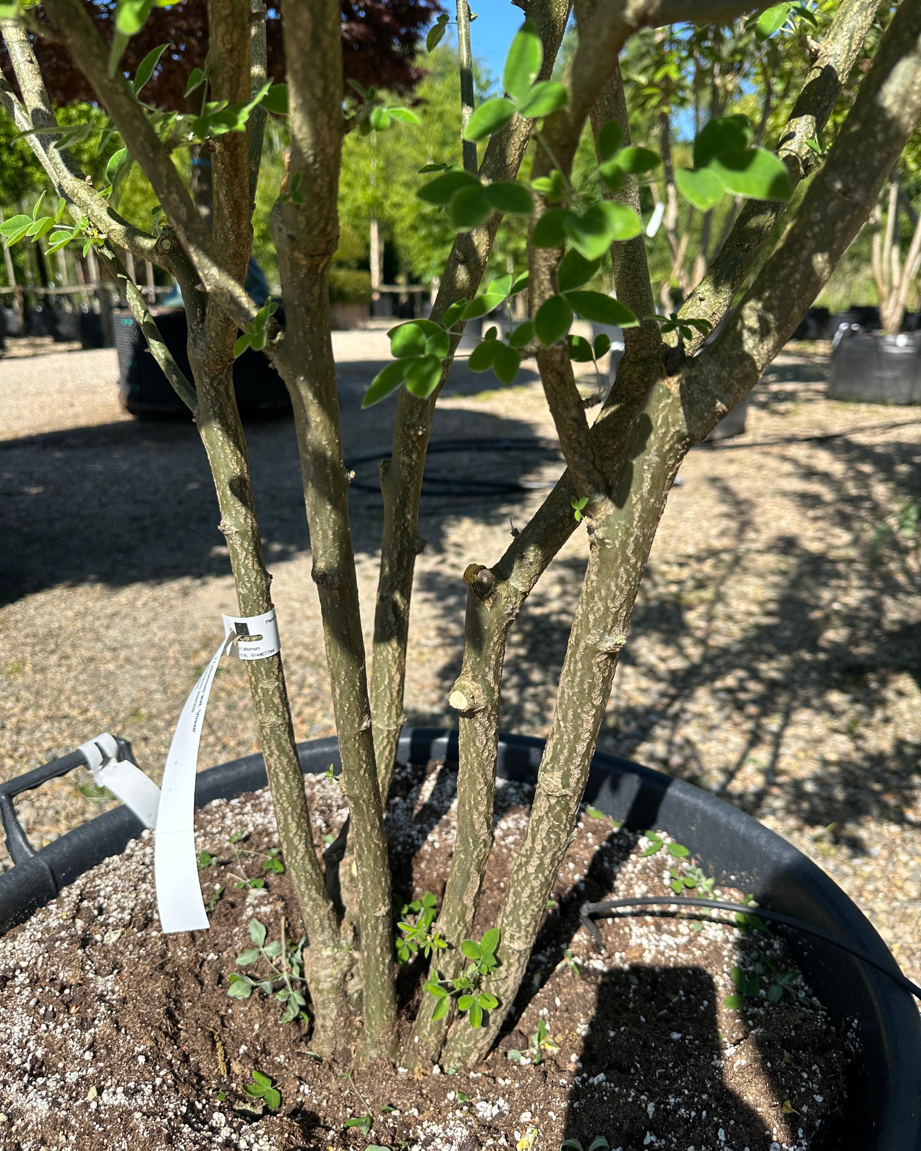 Kraftige, flerstammede hovedstammer på en Laburnum x watereri 'Vossii' guldregn.