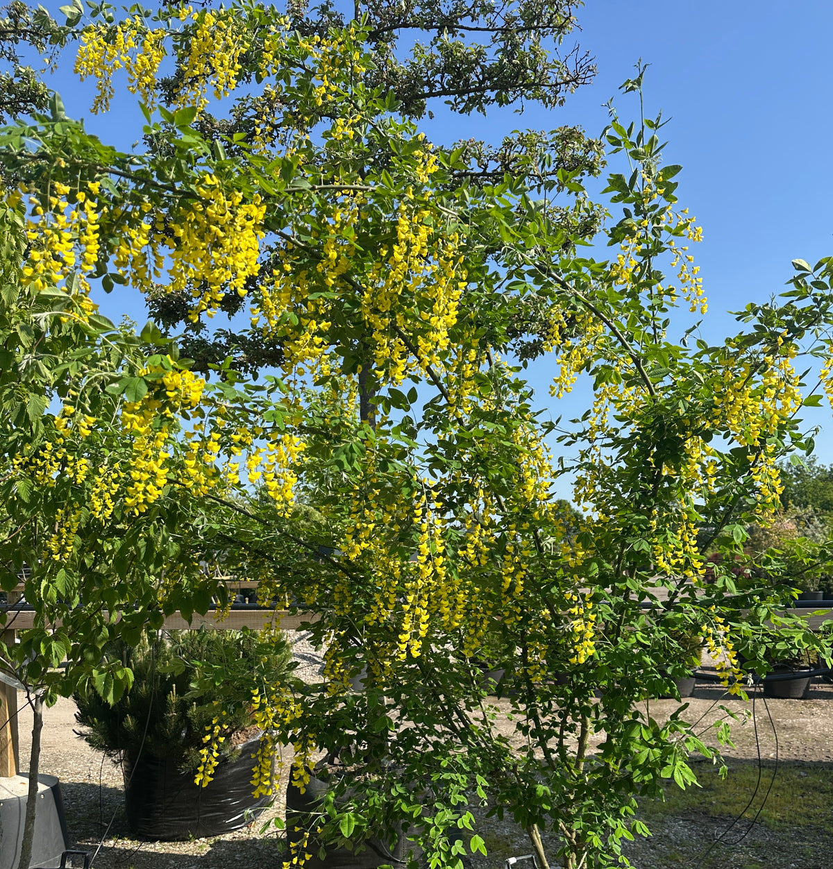 Lange, hængende klaser af lysende gule blomster på et Laburnum x watereri 'Vossii' guldregnstræ.