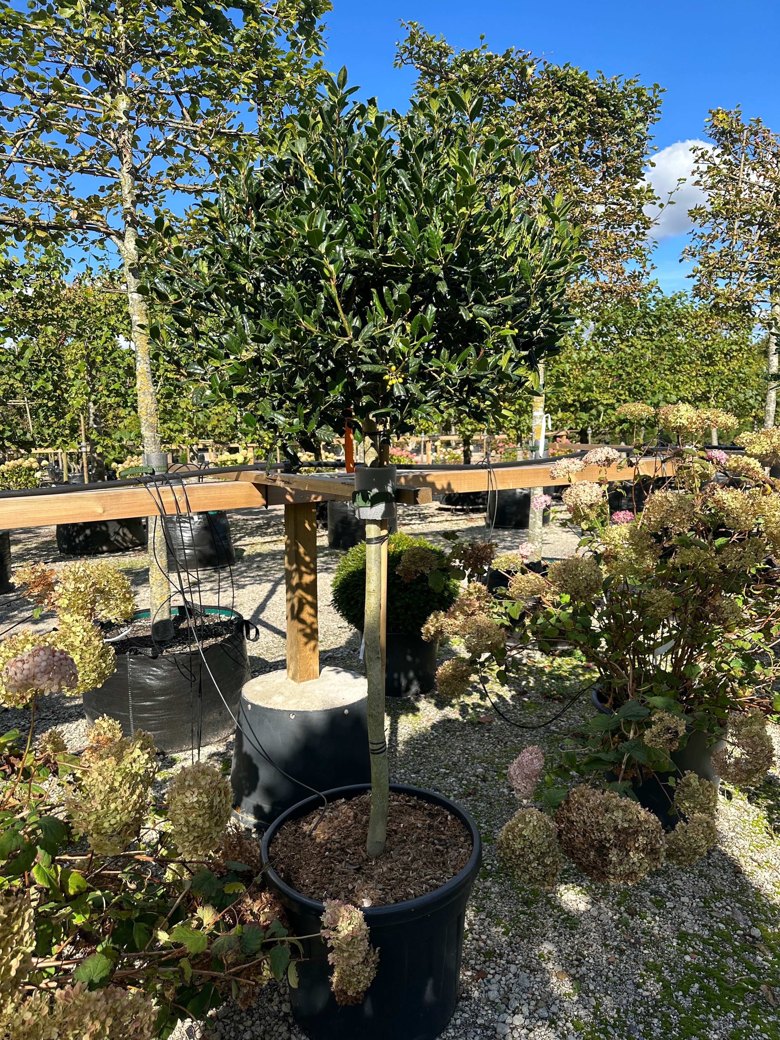 Kraftige Lav opstammet kugleklippet Kristtorn. Der er stedsegrøn og som får mange flotte røde bær om efteråret.