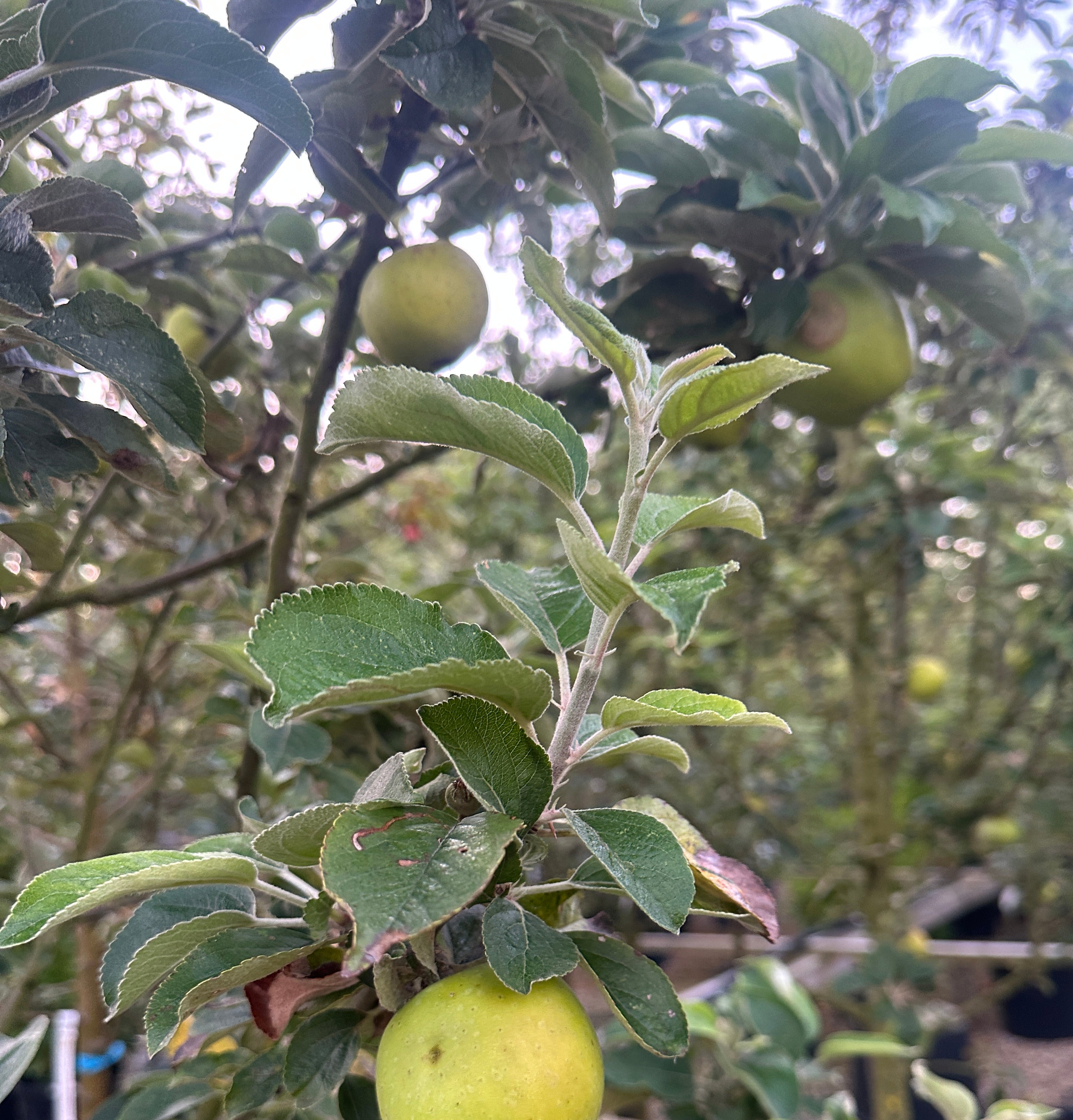 God æble sort, hårdfør træ med gode sprøde spise æbler. Store solitærtræer