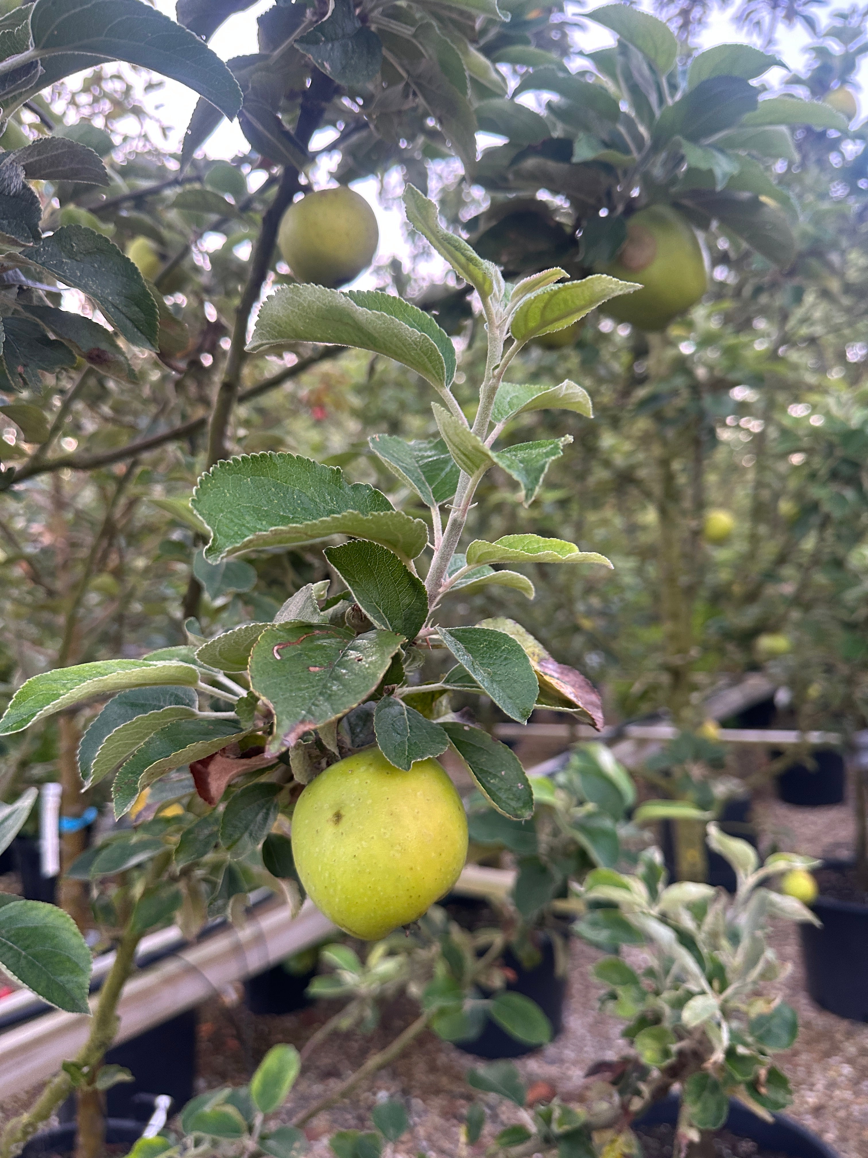 God æble sort, hårdfør træ med gode sprøde æbler.