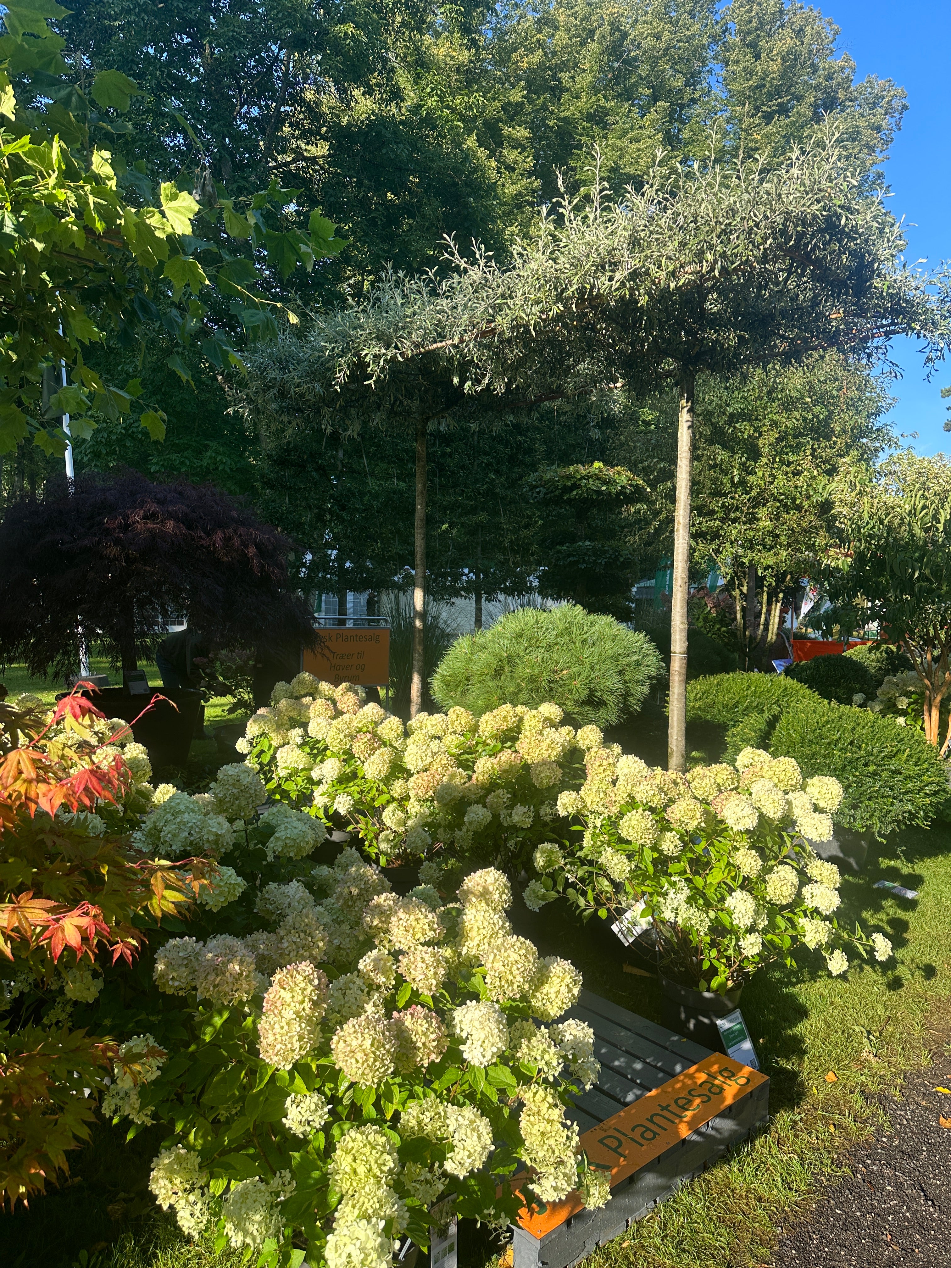 Kraftige dværg syrenhortensia Green Light, med lime hvide blomsterstande