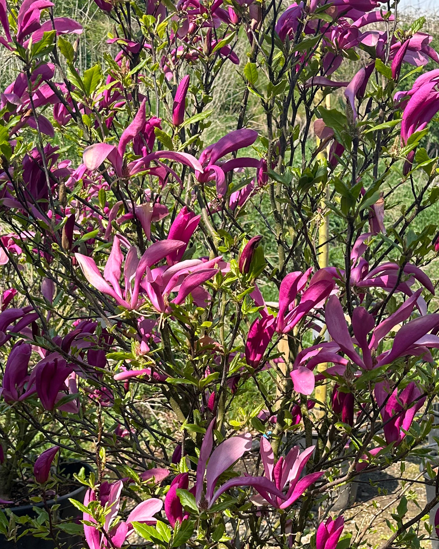 Nærbillede af de oprette, slanke forårsblomster på en Magnolia Susan i nuancer af mørkelilla og rosa.