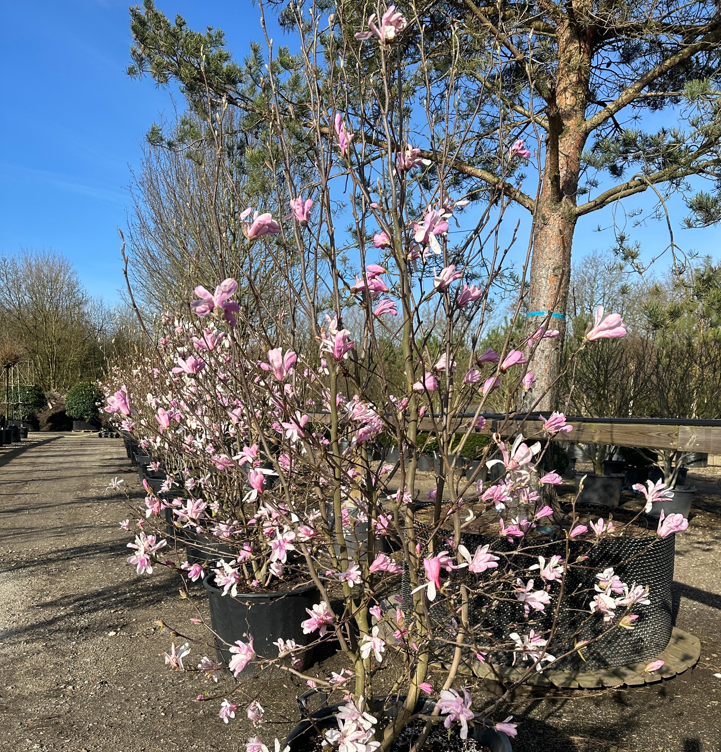 Multistammet Magnolia med rosafarvede blomster