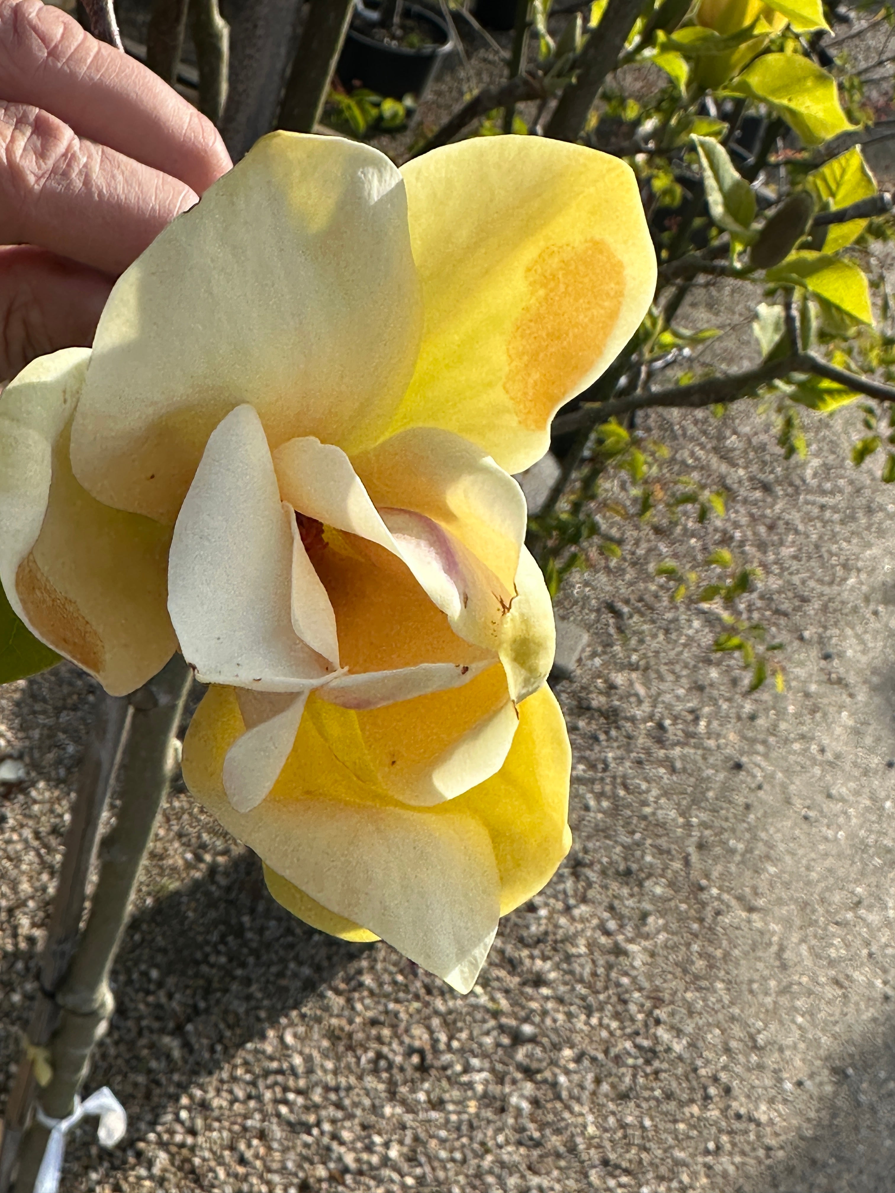 Store, gule tulipanformede magnolieblomster med en rosa-purpur flamme i bunden på en Magnolia Sunsation.