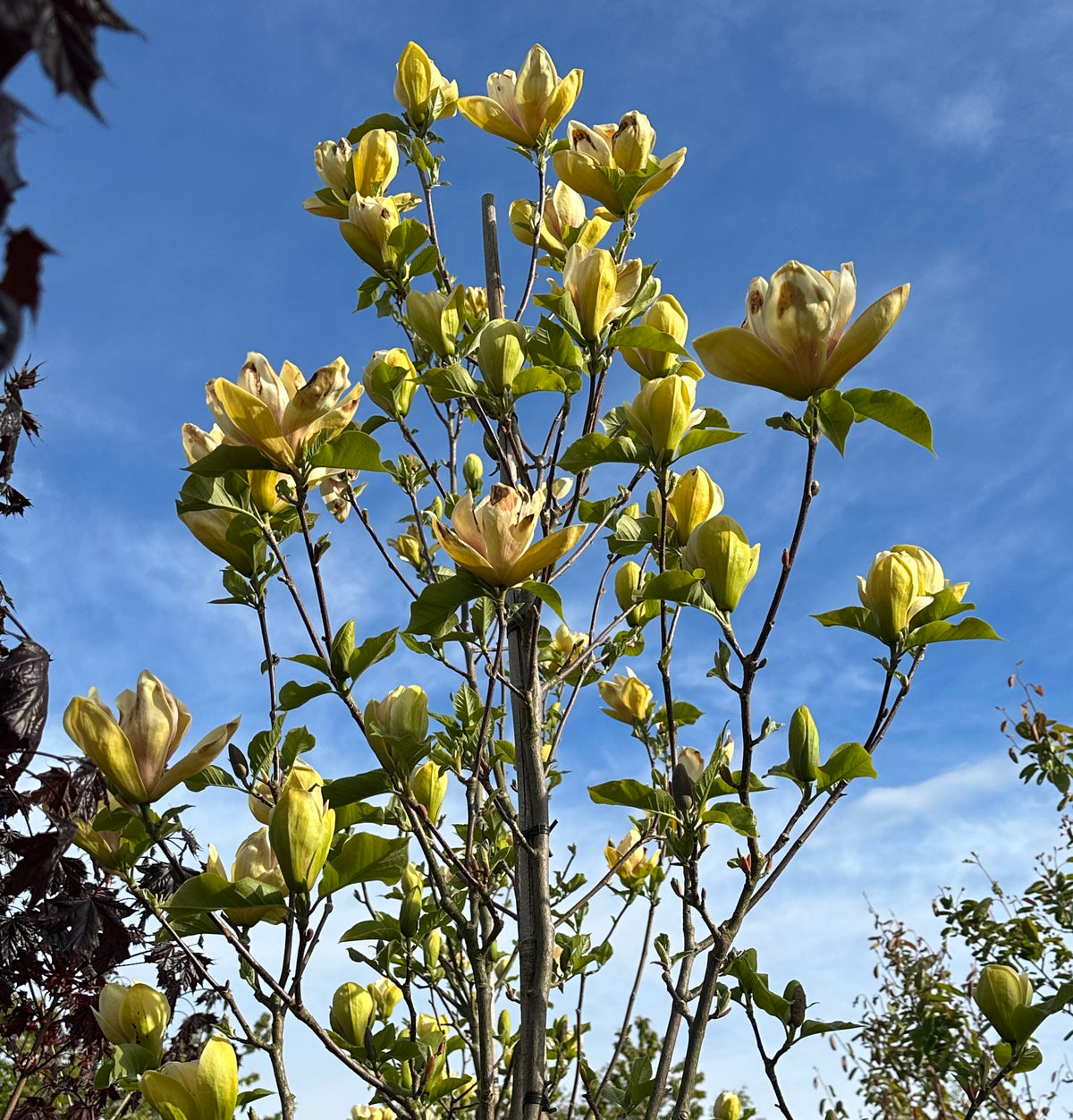 Store, gule tulipanformede magnolieblomster med en rosa-purpur flamme i bunden på en Magnolia Sunsation.