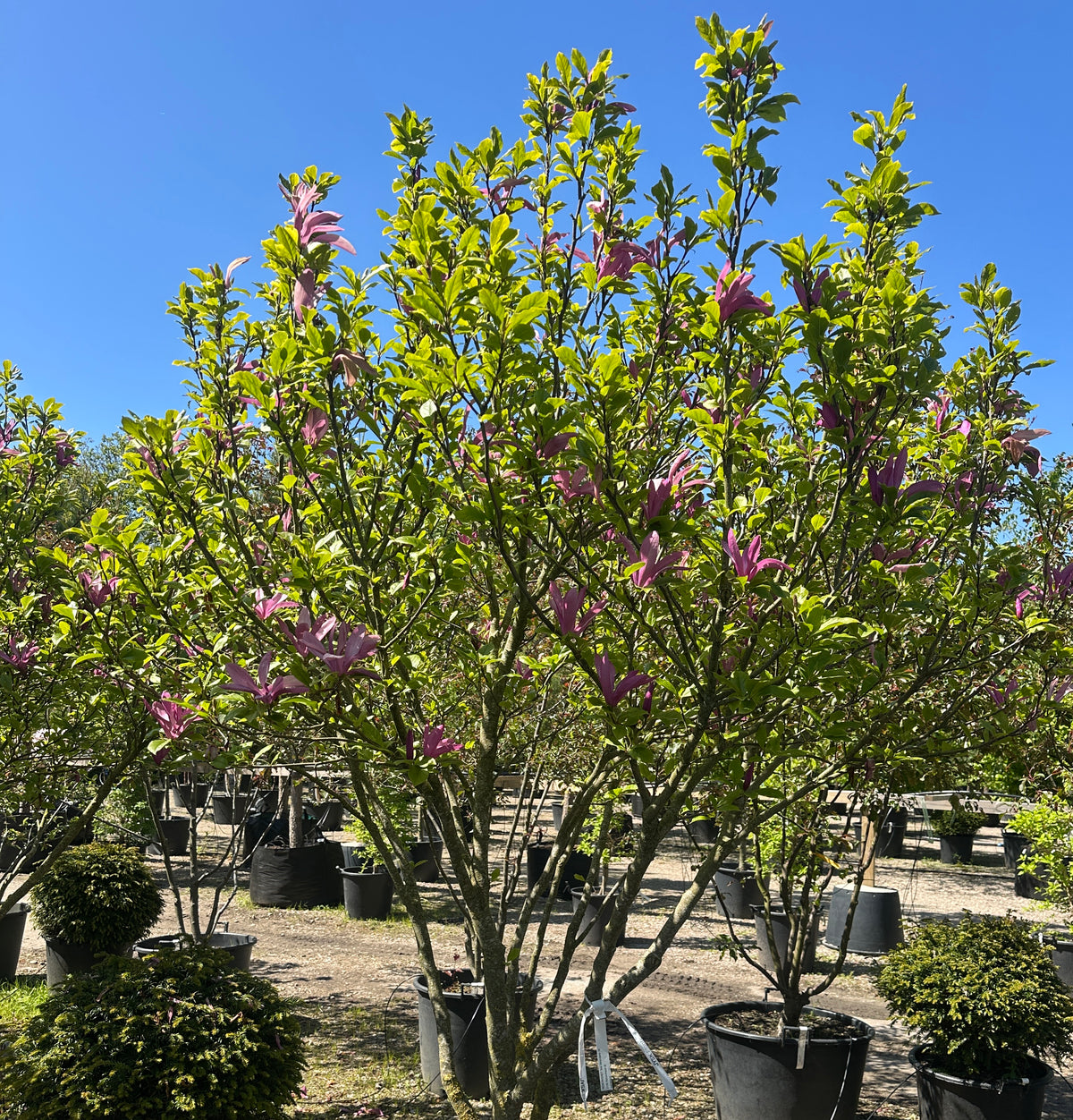 Et skulpturelt, flerstammet Magnolia Susan træ i fuld forårsblomstring med oprette, purpurlilla blomsterknopper.