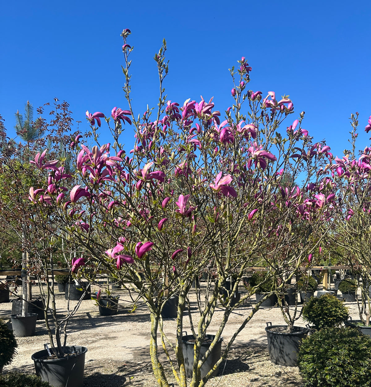 Multistammet Magnolia Susan med synlige, forgrenede stammer og store, mørkelilla blomster i forårshaven.