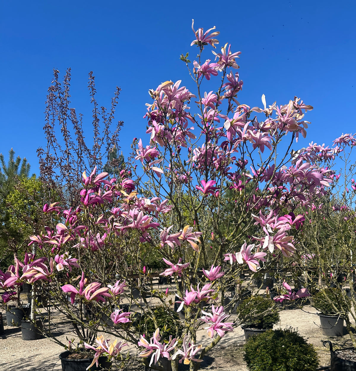 Tætsiddende, mørk purpurrøde magnolieblomster i fuld forårsblomstring på de bare grene af en Magnolia 'Susan'.
