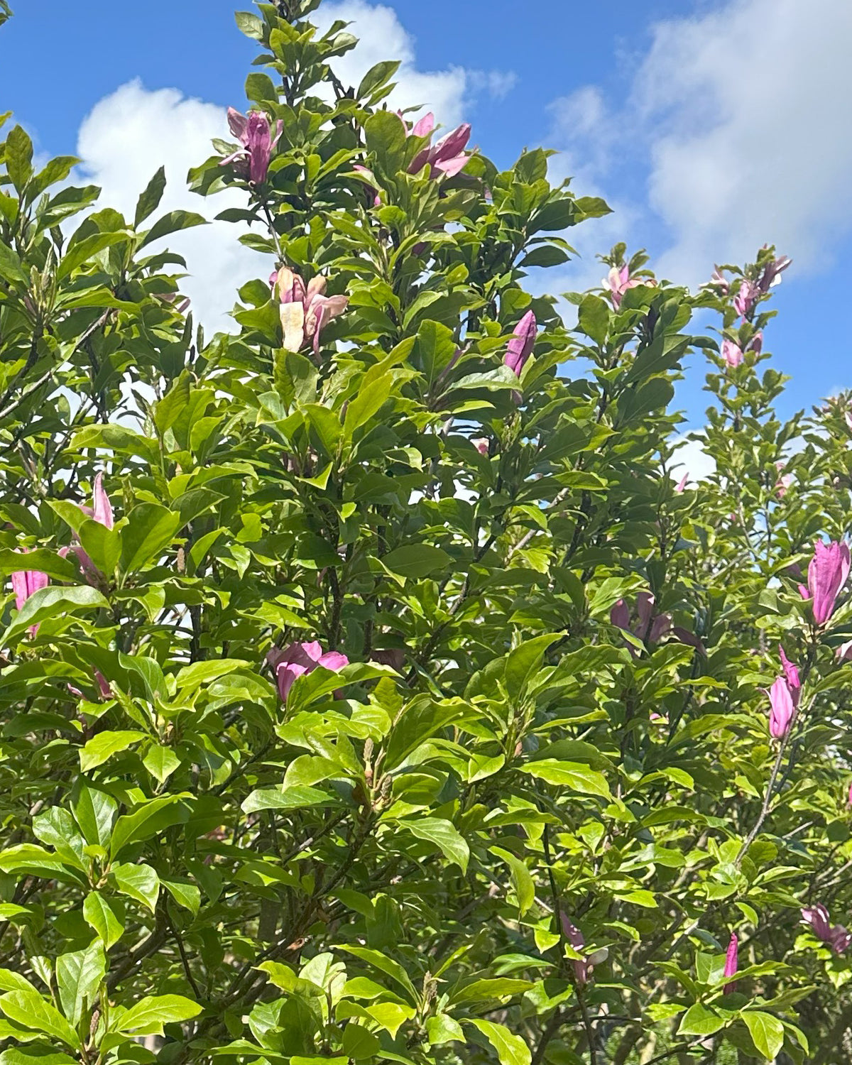 Purpurrød forårsblomst omgivet af store, grønne sommerblade på en Magnolia 'Susan'.