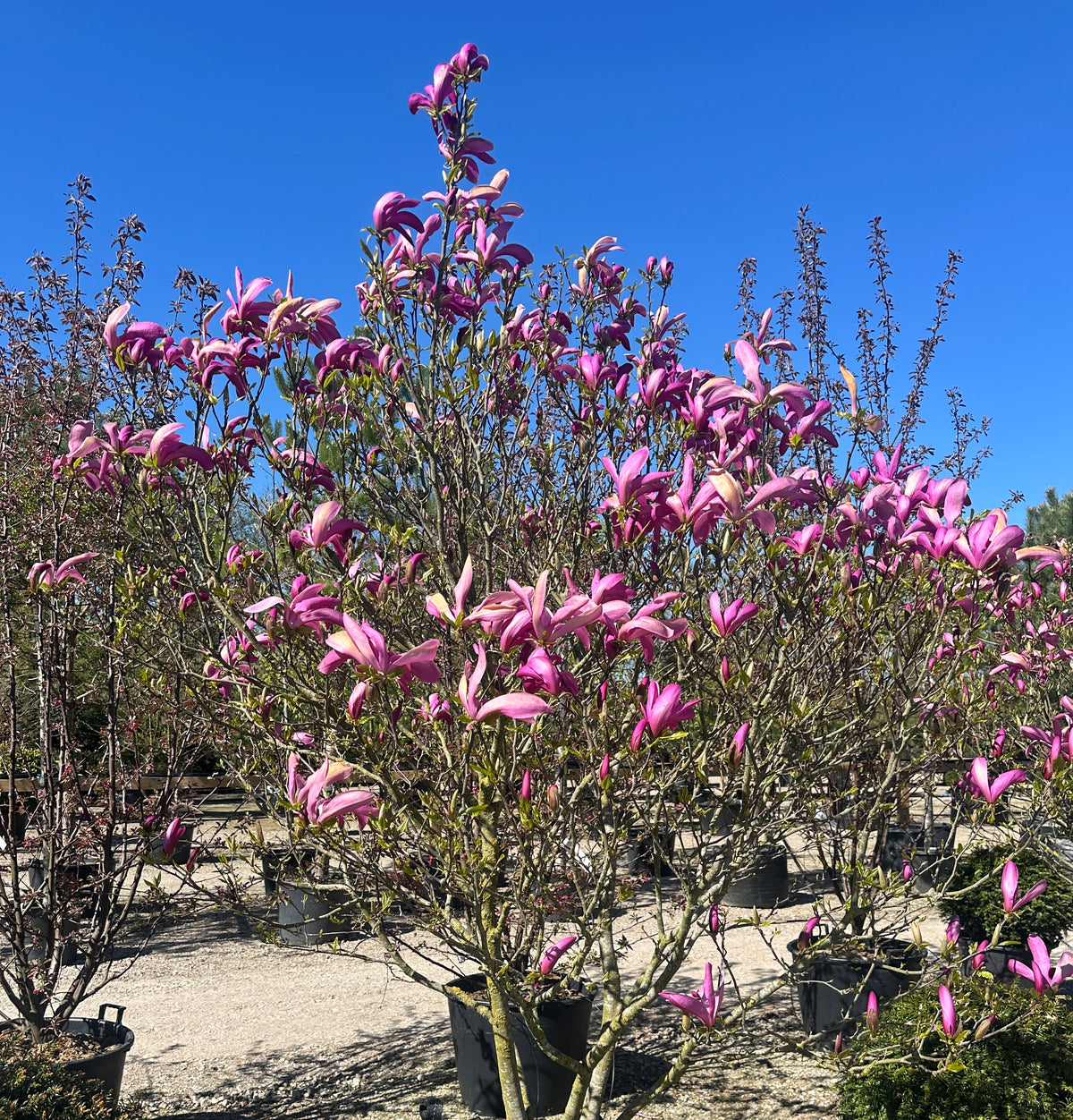 Tætsiddende, mørk purpurrøde magnolieblomster i fuld forårsblomstring på de bare grene af en Magnolia 'Susan'.