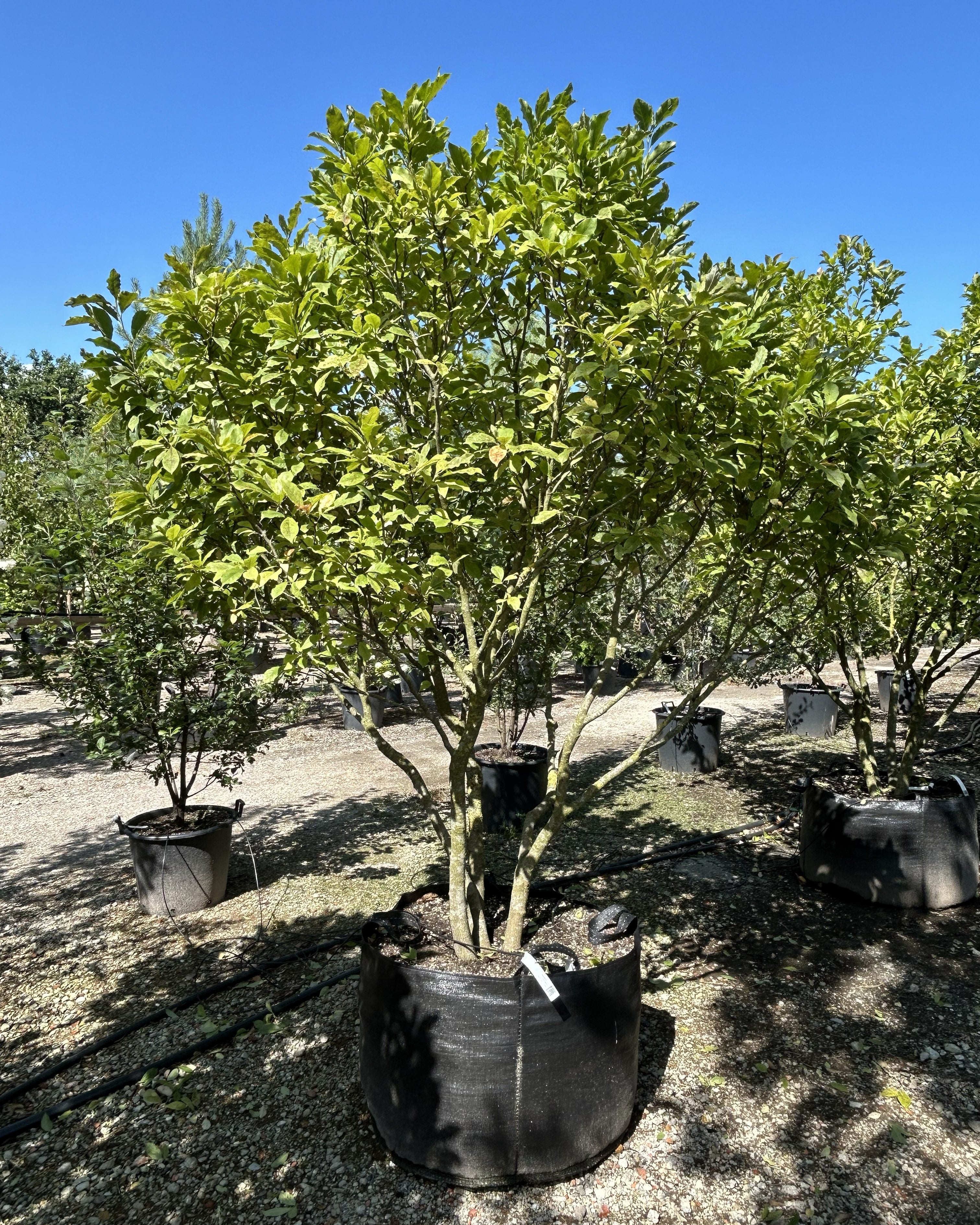 Multistammet Magnolia 'Susan' med en tæt, opret krone af store, grønne sommerblade.