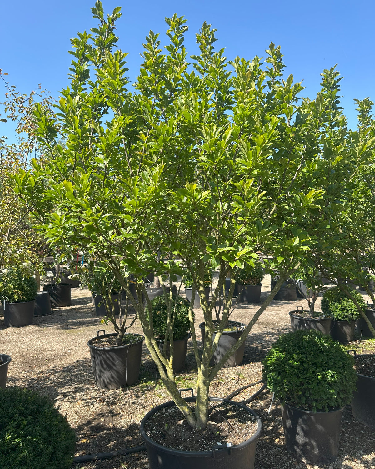 Multistammet Magnolia Susan med tæt, grønt sommerløv og markante, forgrenede stammer fra bunden.