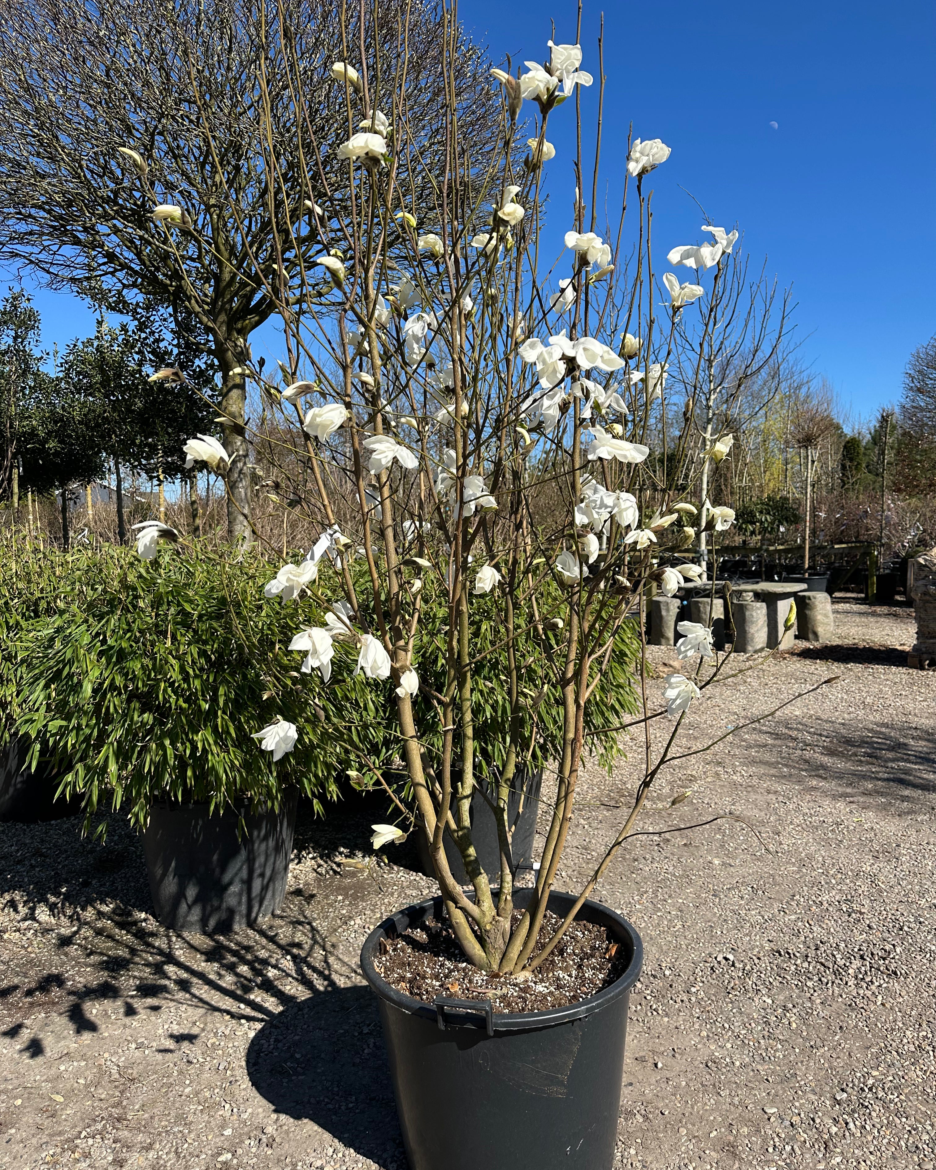 Forårsblomstring med gigantiske, kridhvide stjerneblomster på de bare grene af en Magnolia 'Wada's Memory'.
