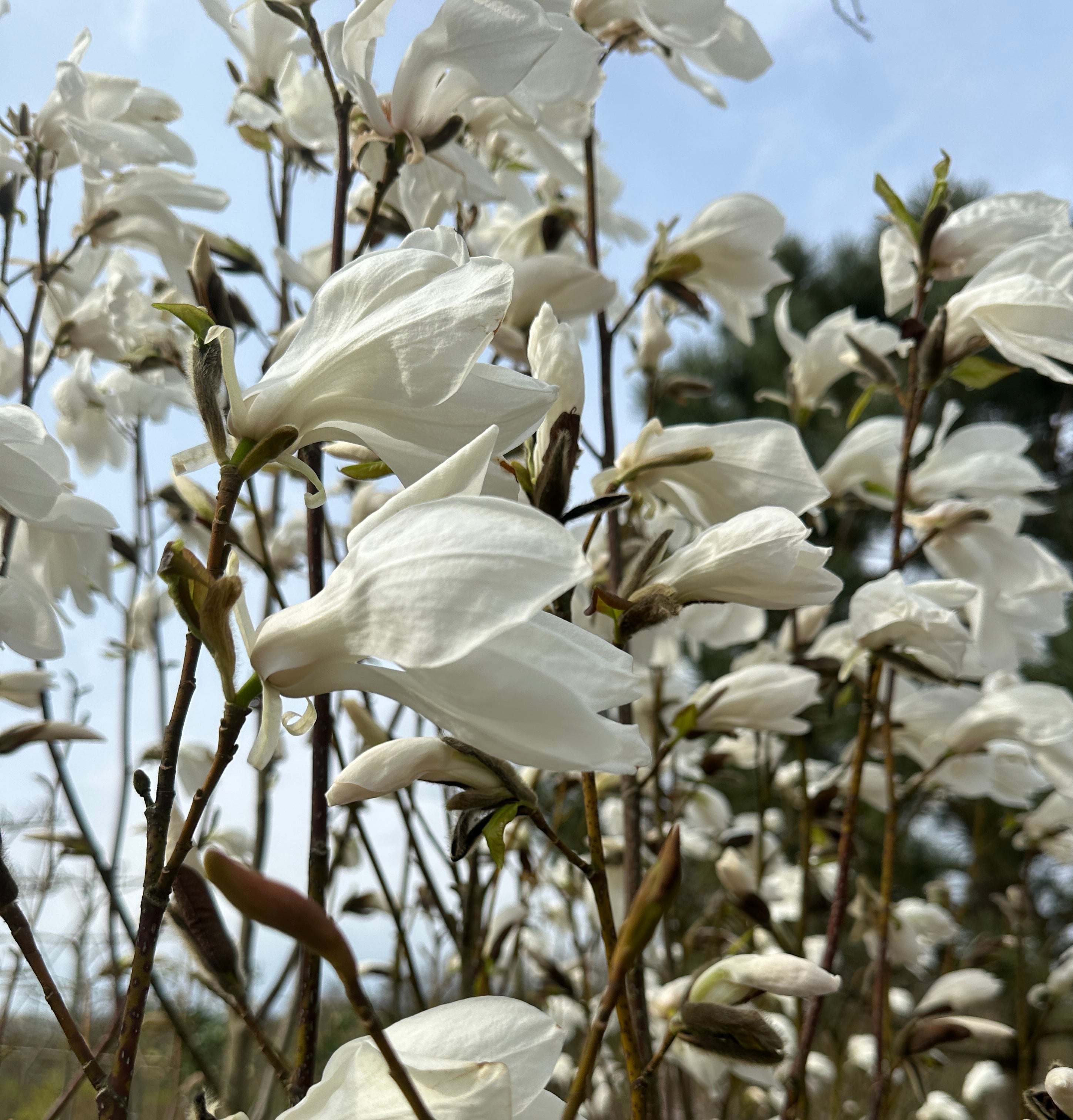 Store, duftende hvide magnolieblomster, der danser i forårsvinden.