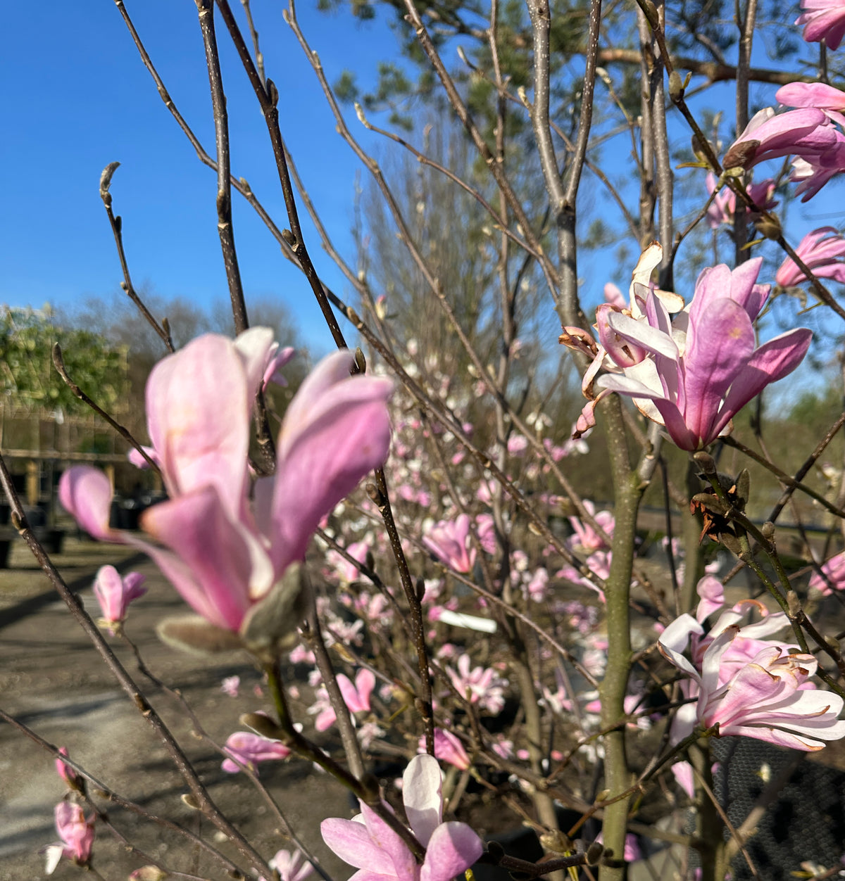 Nærbillede af en stjerneformet magnolia blomst med smalle kronblade som er mørkerosa på ydersiden og sarte lyserøde til hvide på indersiden
