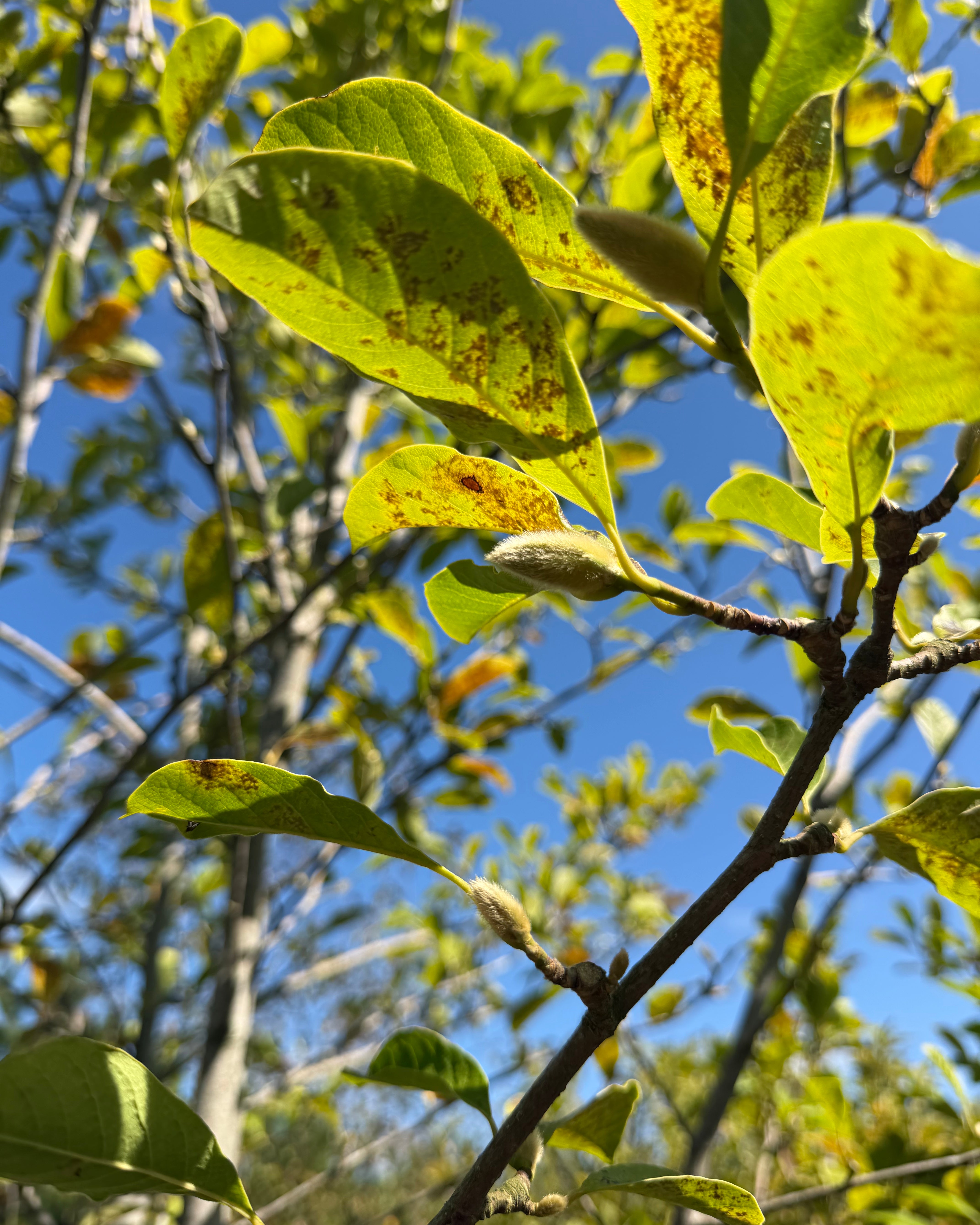 Nærbillede af de karakteristiske, behårede og silkebløde vinterknopper på grenene af en Magnolia 'Merrill' i september.