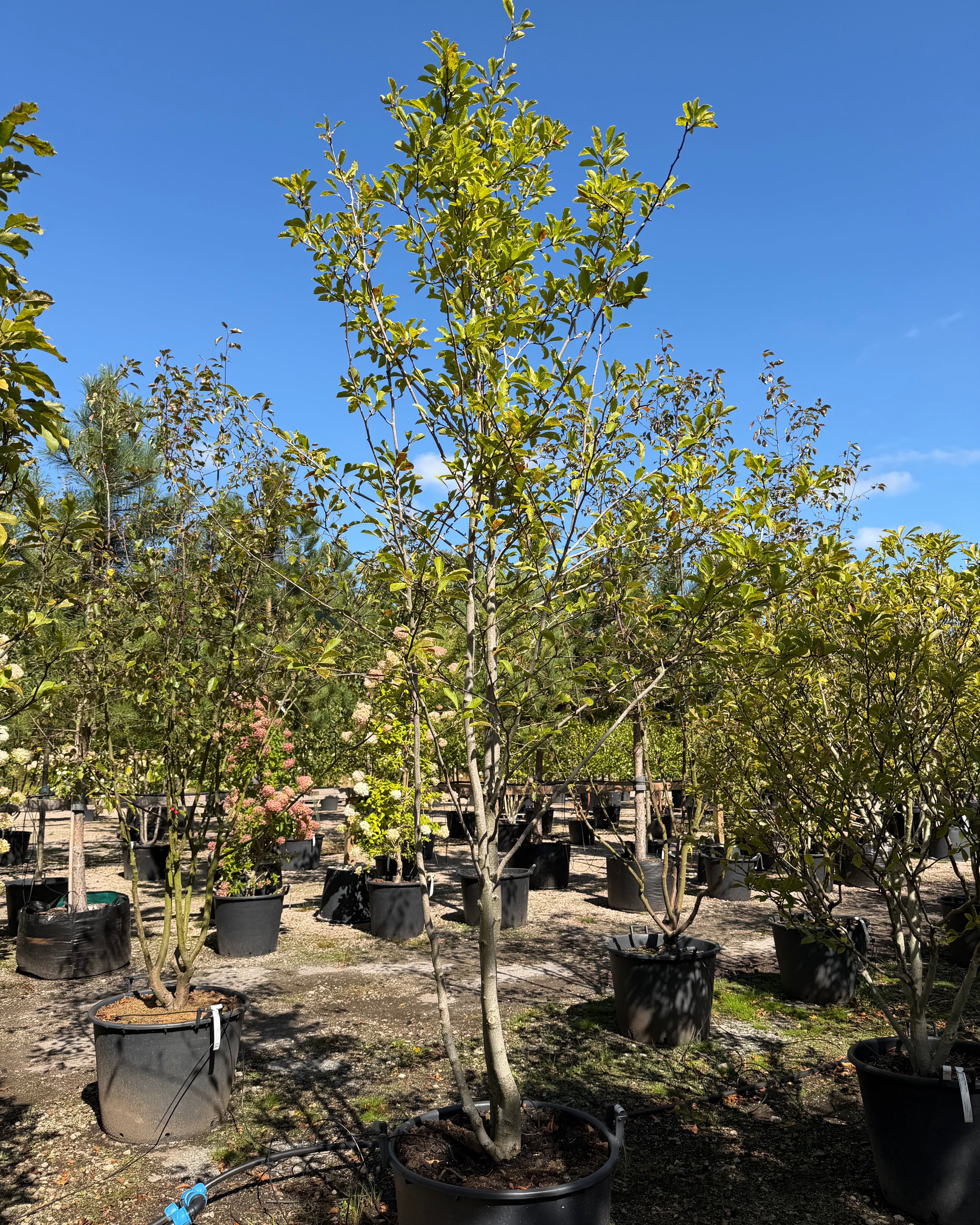 Flerstammet Magnolia 'Merrill' i fuld figur med en tæt, bred og afrundet krone af store mørkegrønne blade på flere markante lysegrå stammer.