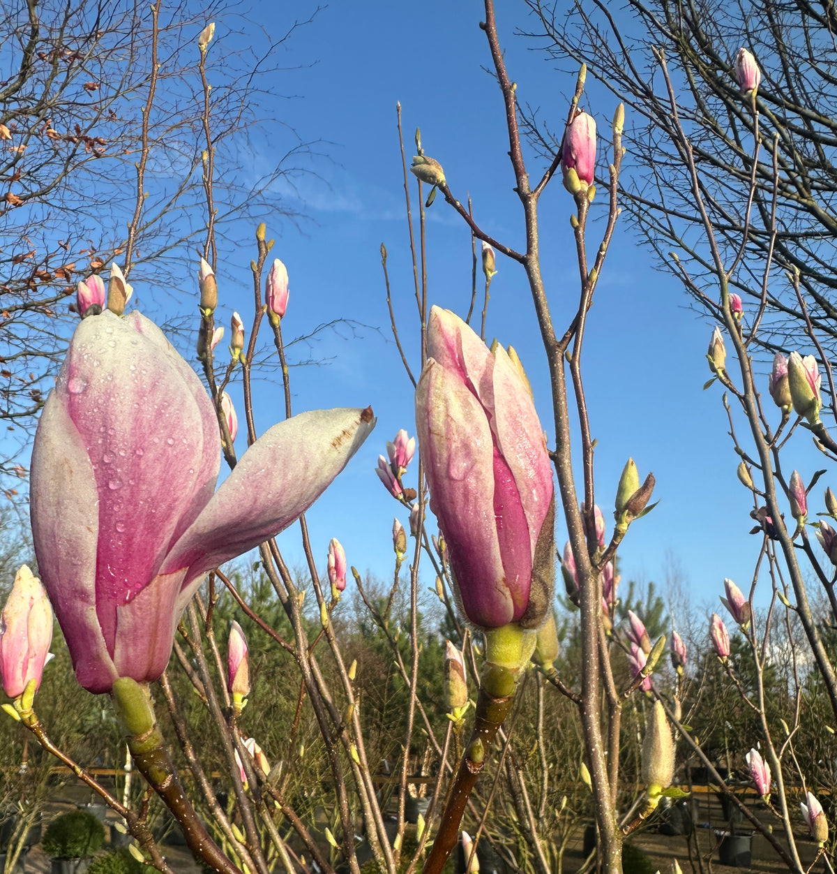 Multistammet magnolie, Magnolia soulangeana, i fuld forårsblomstring med store, oprette hvide og rosa tulipanformede blomster på bare grene.
