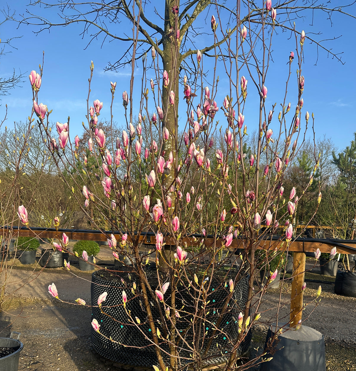 Multistammet Almindelig Magnolie, Magnolia soulangeana, med flere synlige stammer fra bunden og store, tulipanformede blomster.