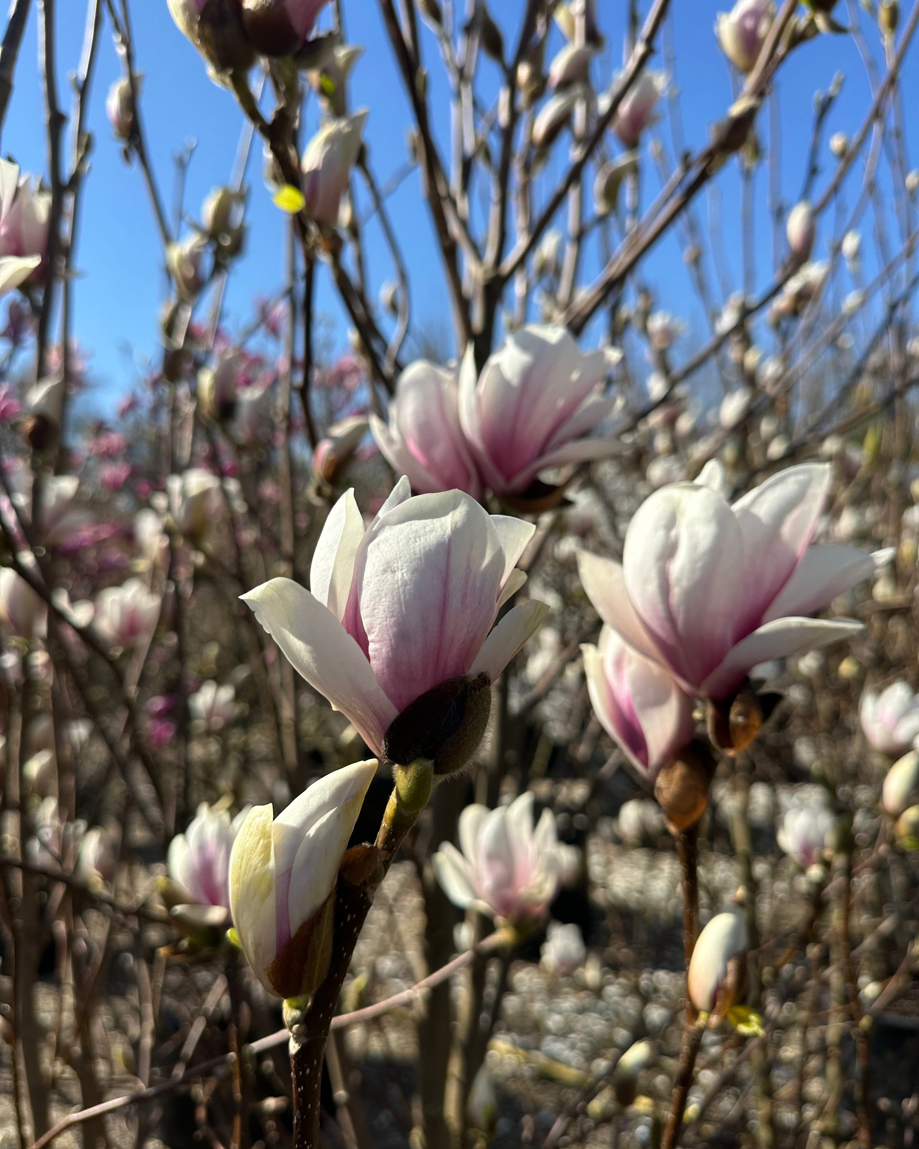 Store, pokalformede magnolieblomster med en flot rosa-purpurfarvet bund.