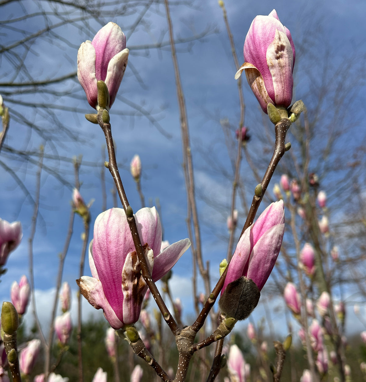 Store, elegante rosa-lilla og hvide blomster på de nøgne grene af en Magnolia soulangeana.