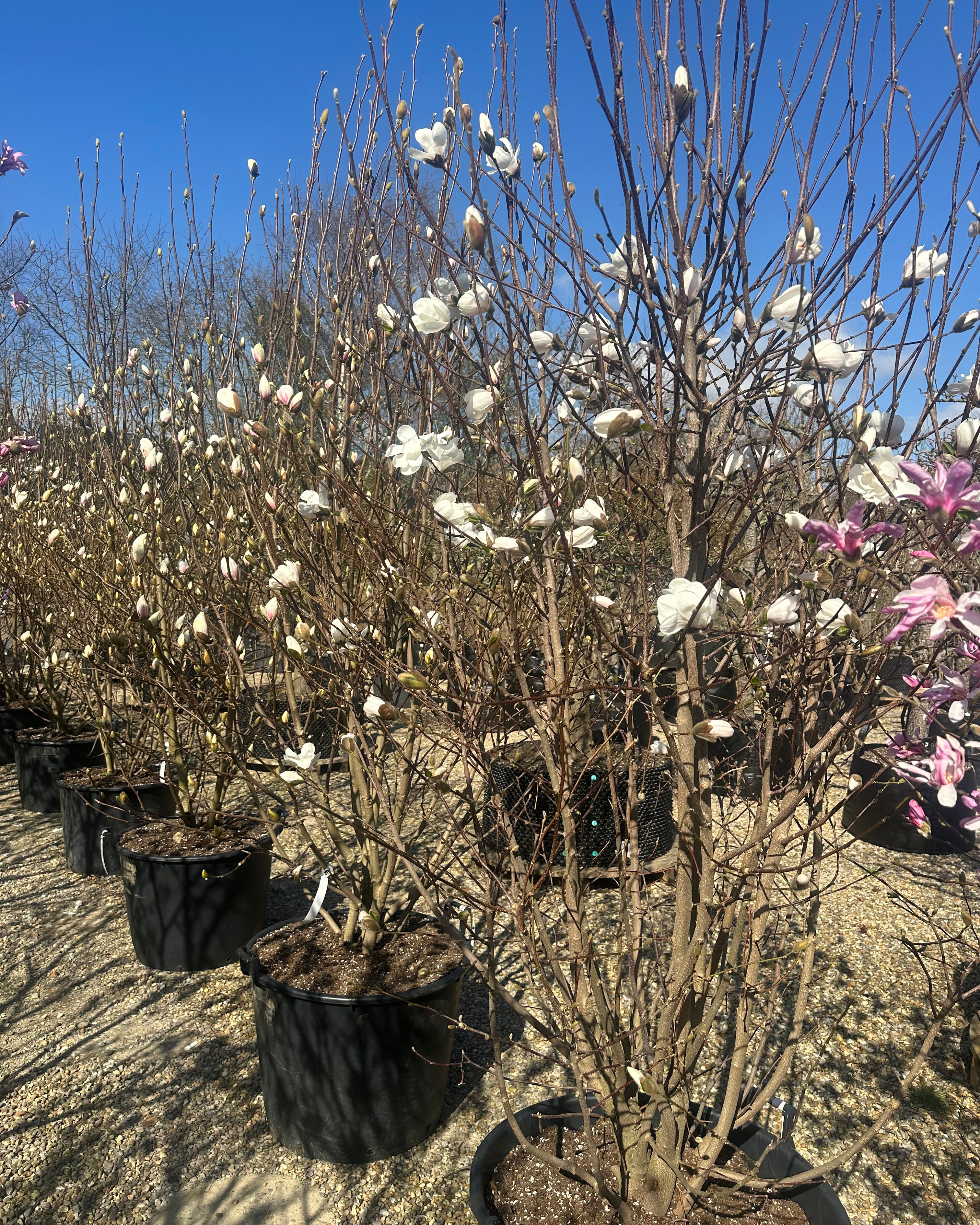 Magnolia soulangeana 'Alba Superba' med en bred, vasformet krone og synlige stammer.