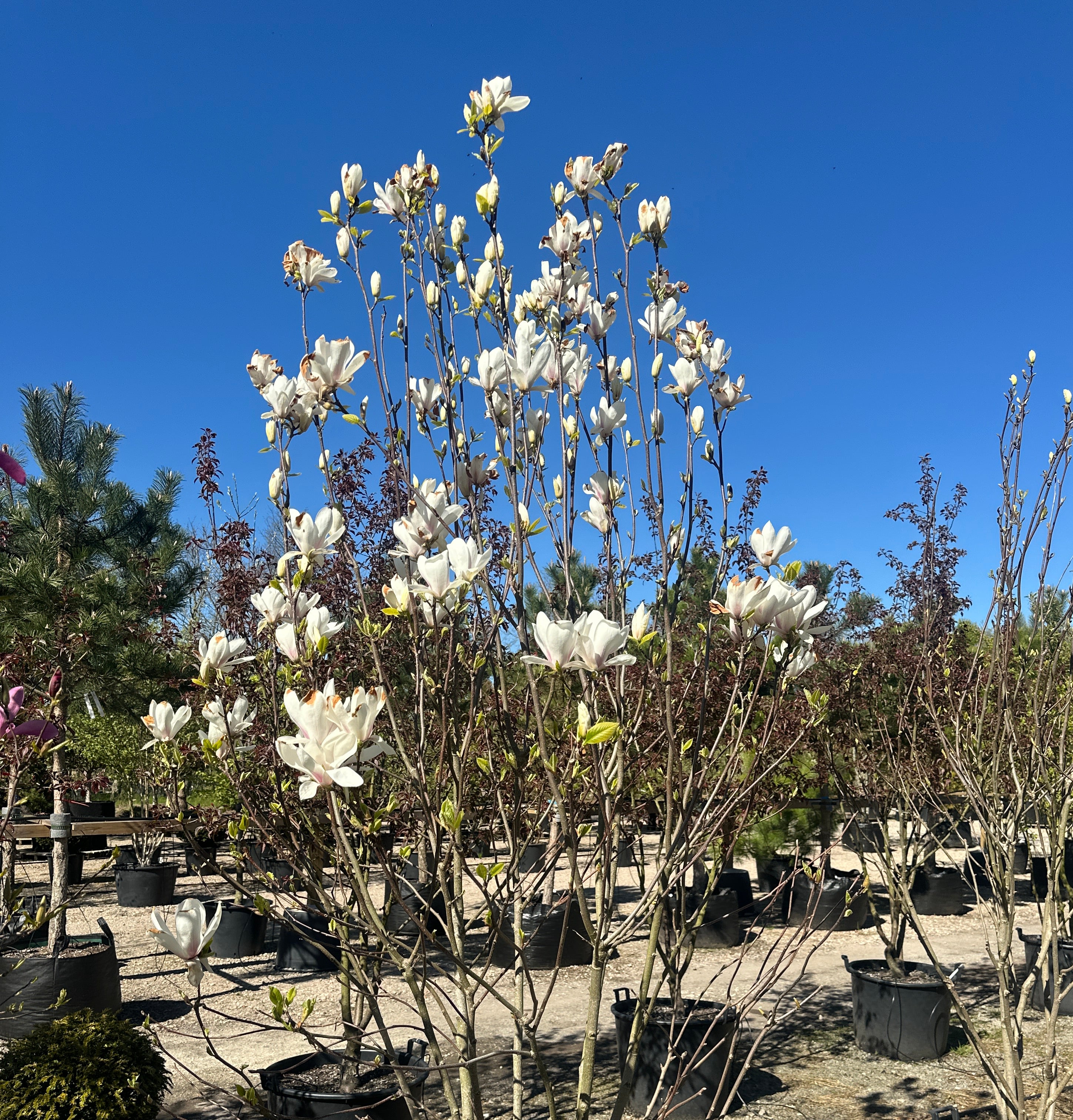 Magnolia soulangeana 'Alba Superba' med en bred, vasformet krone og synlige stammer.