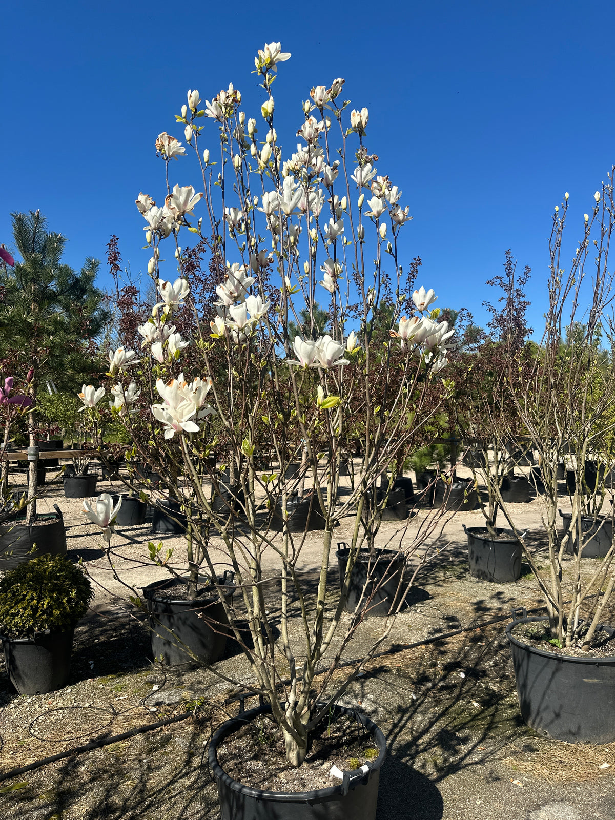 Magnolia soulangeana 'Alba Superba' med en bred, vasformet krone og synlige stammer.