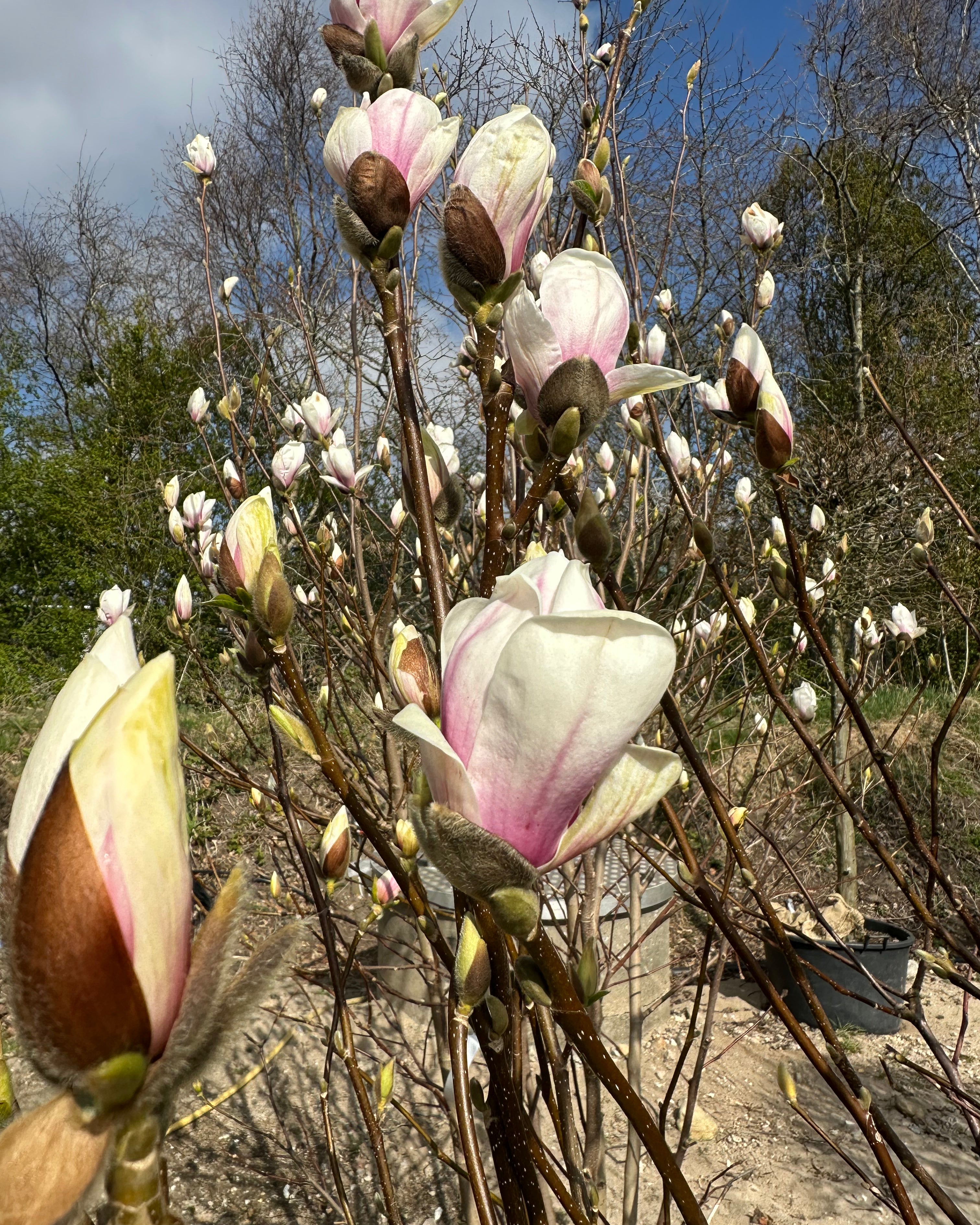 Forårsblomstring med enorme, cremehvide og svagt rosa tulipanblomster på en Magnolia 'Alba Superba'.