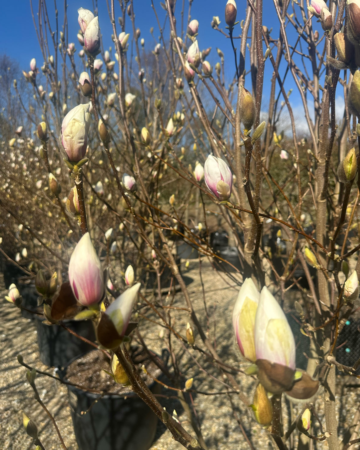 Forårsblomstring med enorme, cremehvide og svagt rosa tulipanblomster på en Magnolia 'Alba Superba'.