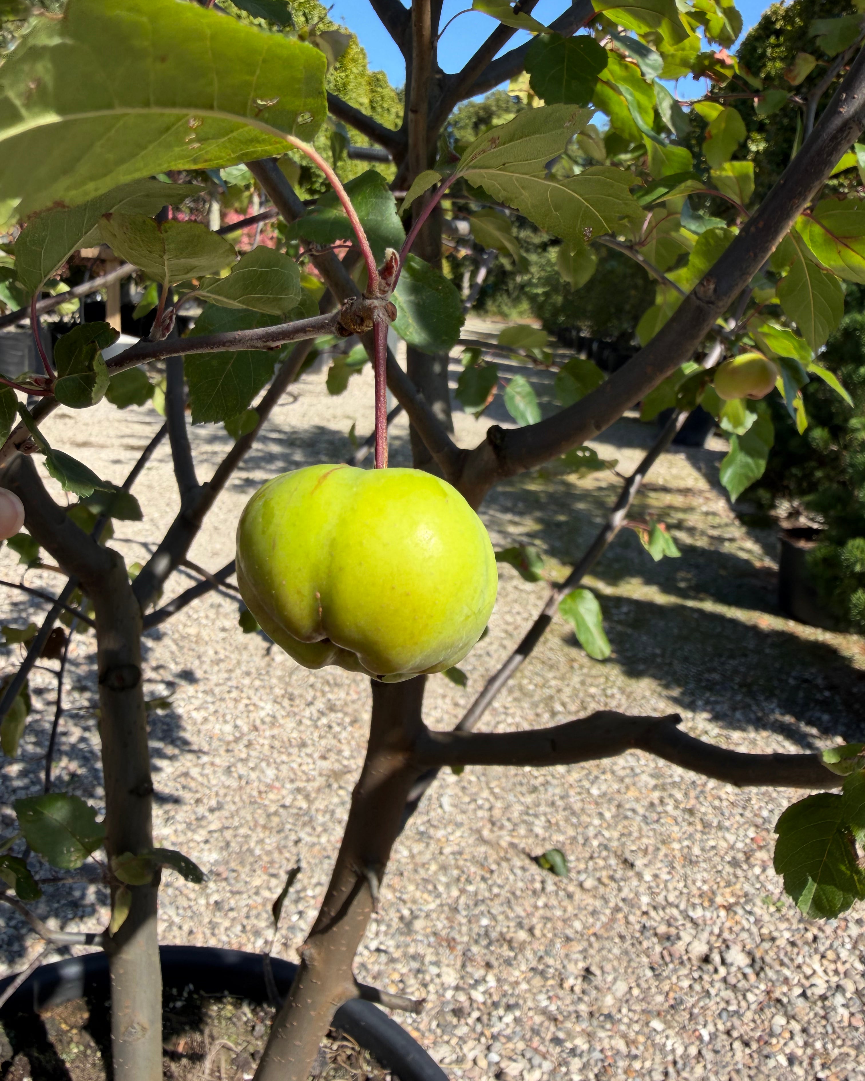 Nærbillede af de små, dekorative orange-gule paradisæbler på en Malus Brandy Magic busk om efteråret.
