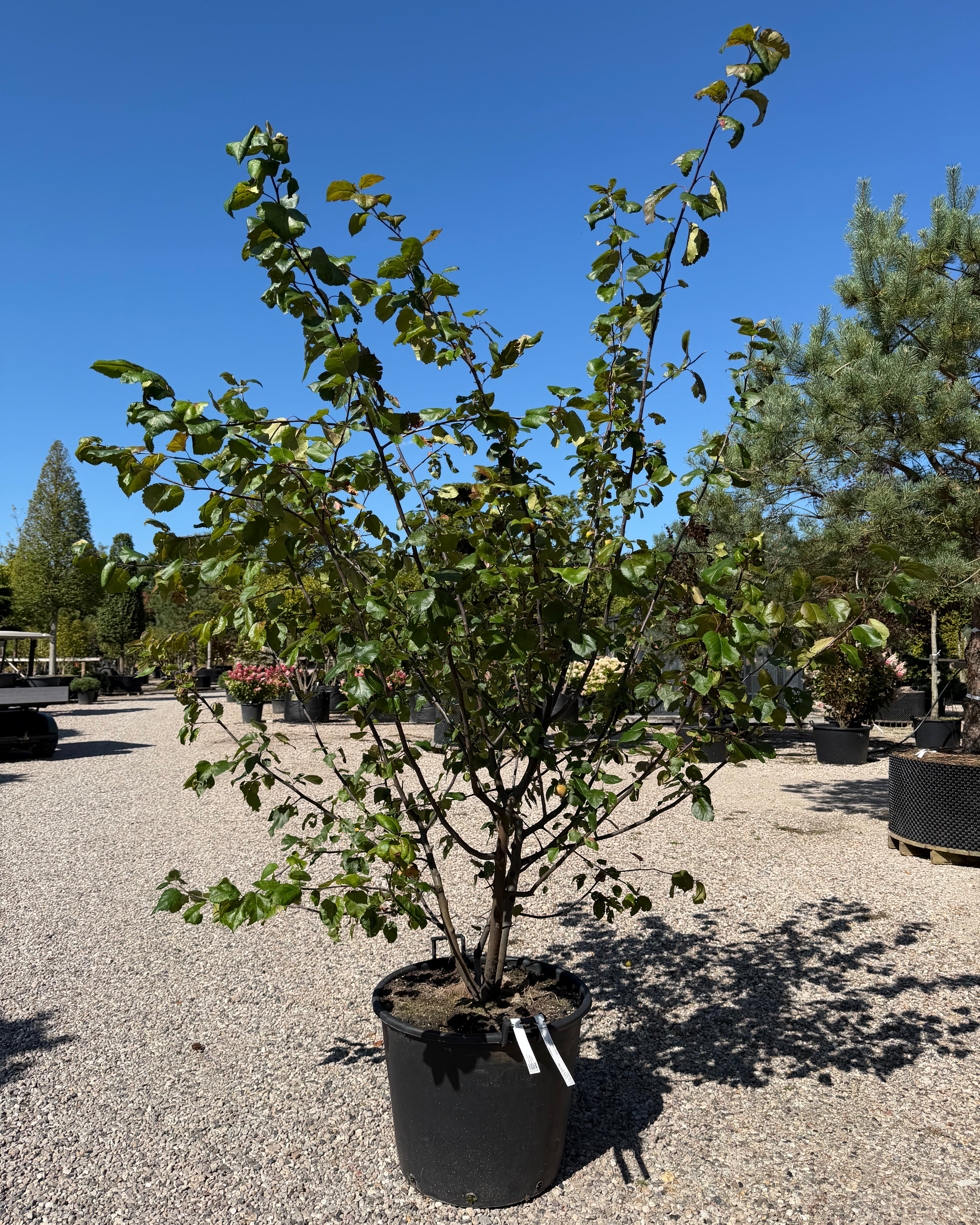 Malus Brandy Magic paradisæble som busk med oprette grene fra bunden og et sundt mørkegrønt løv.